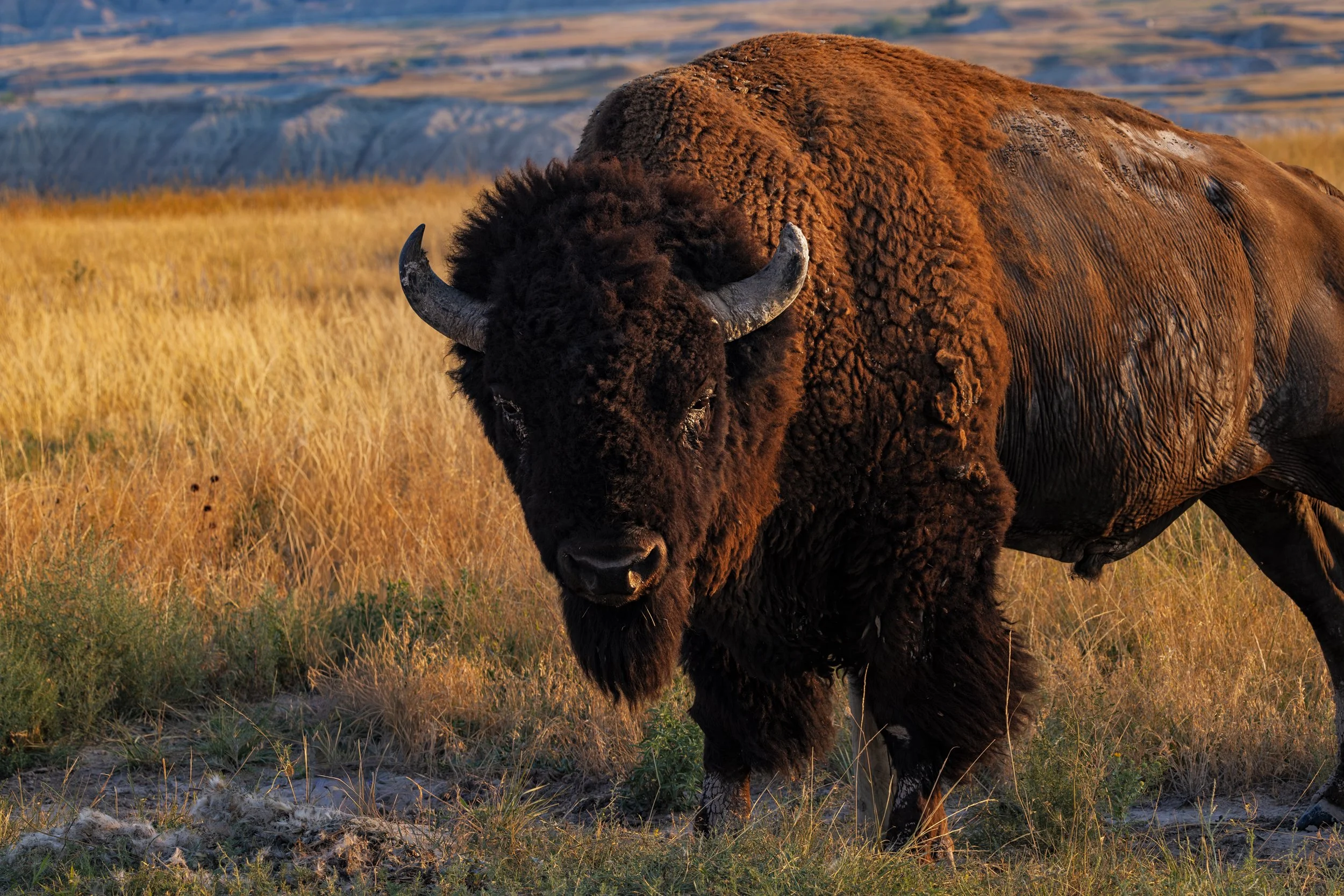 Bison-Bison-#1-Web.jpg