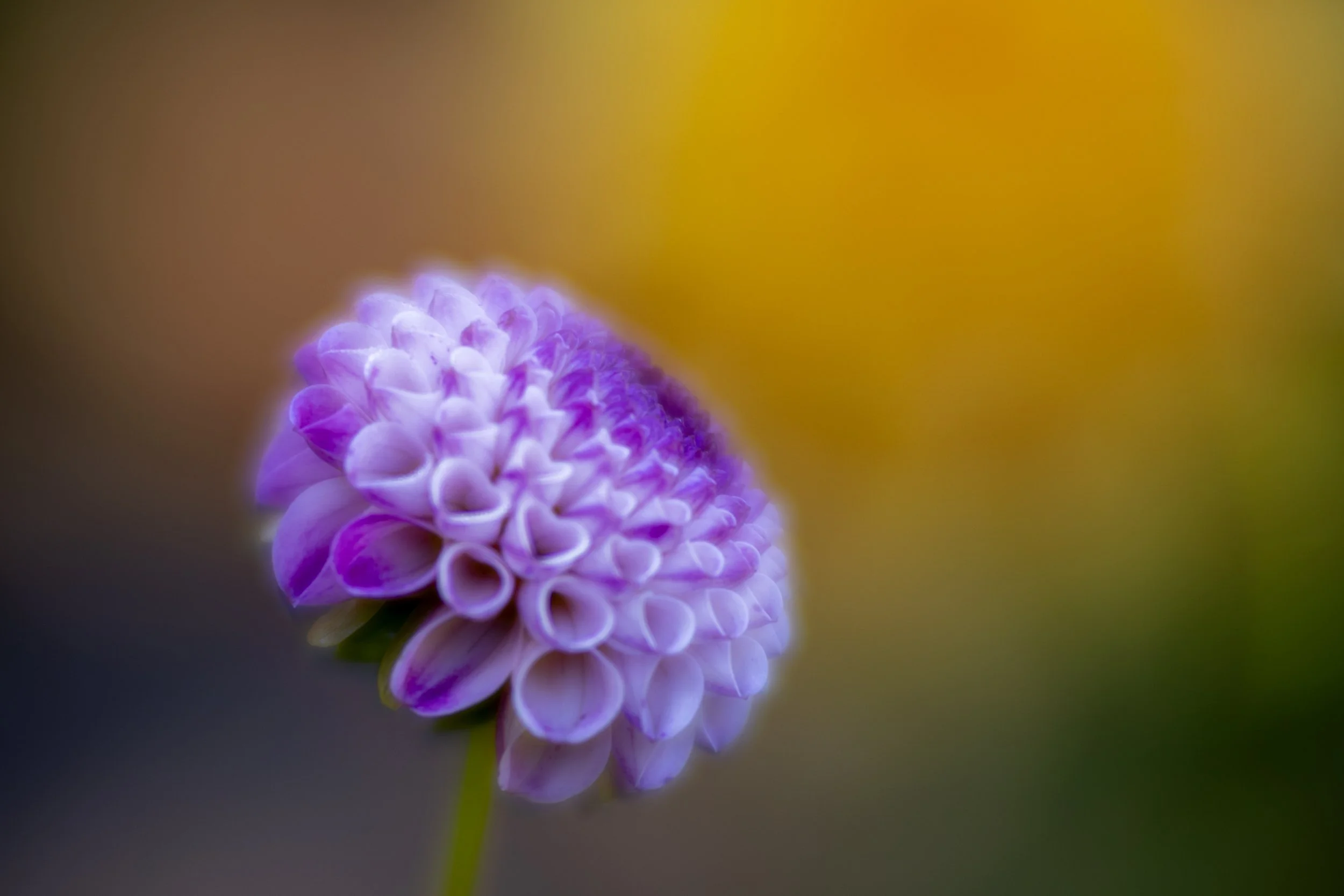 Dalia-Delight-Web.jpg