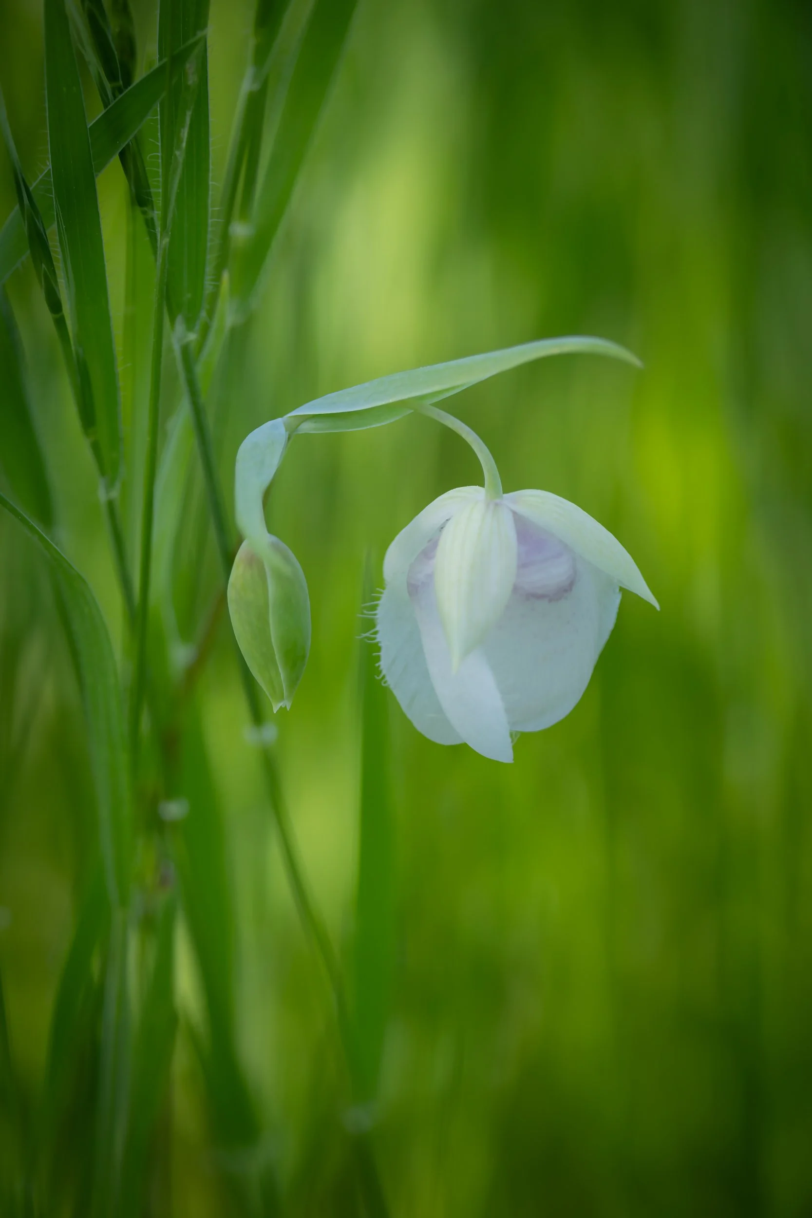Sweet-Bell-Web.jpg