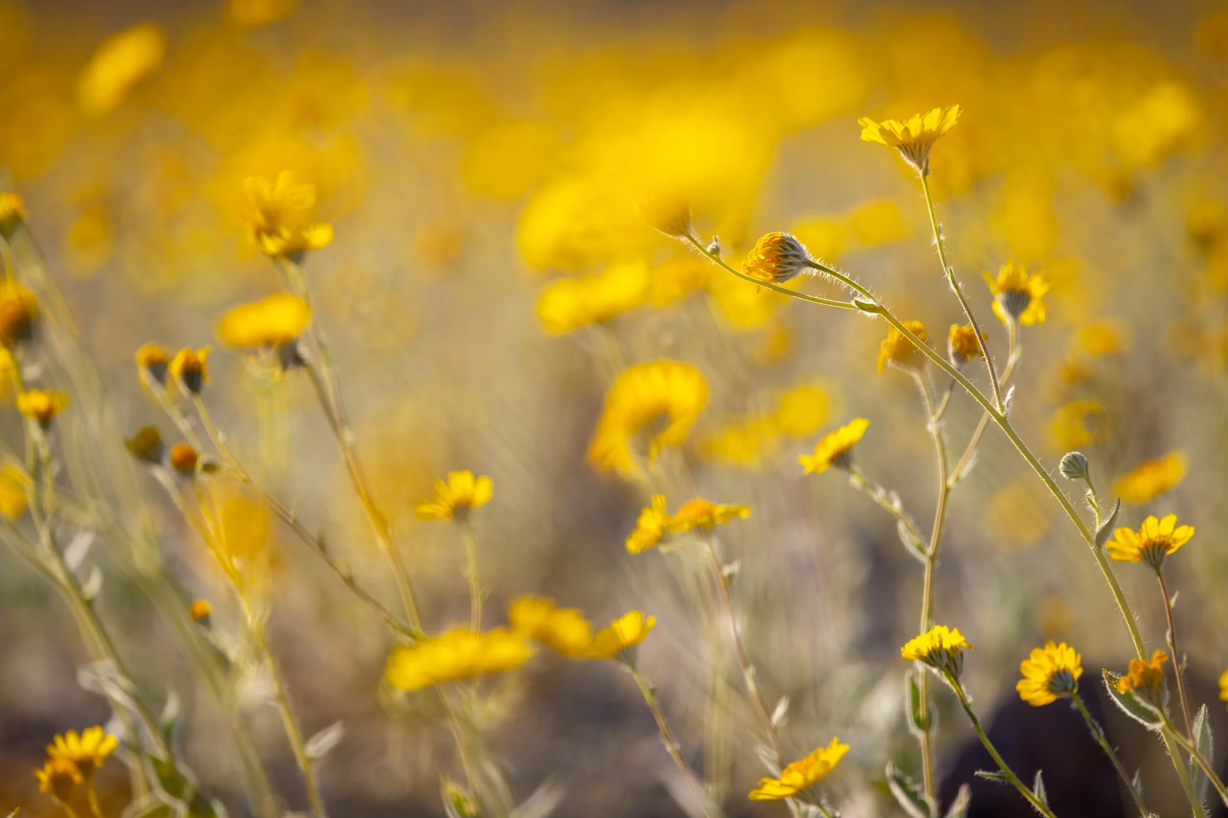 Yellow-Fields-Web.jpg