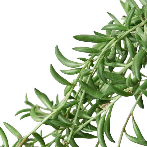 Succulent 'String of Bananas' 3.jpg.png
