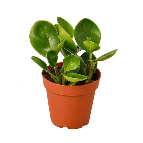 Peperomia Thailand.jpg