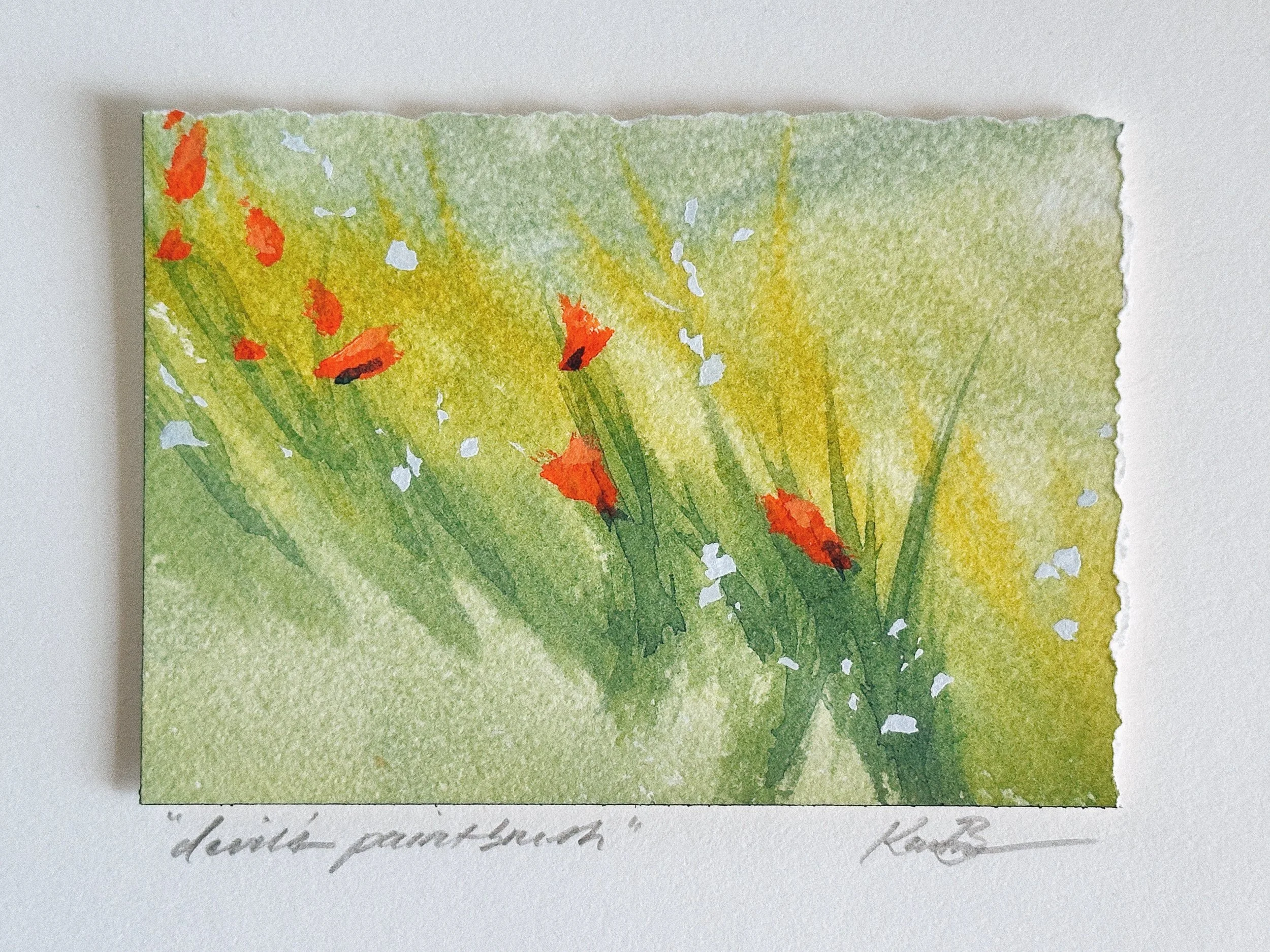 devil's paintbrush.JPG