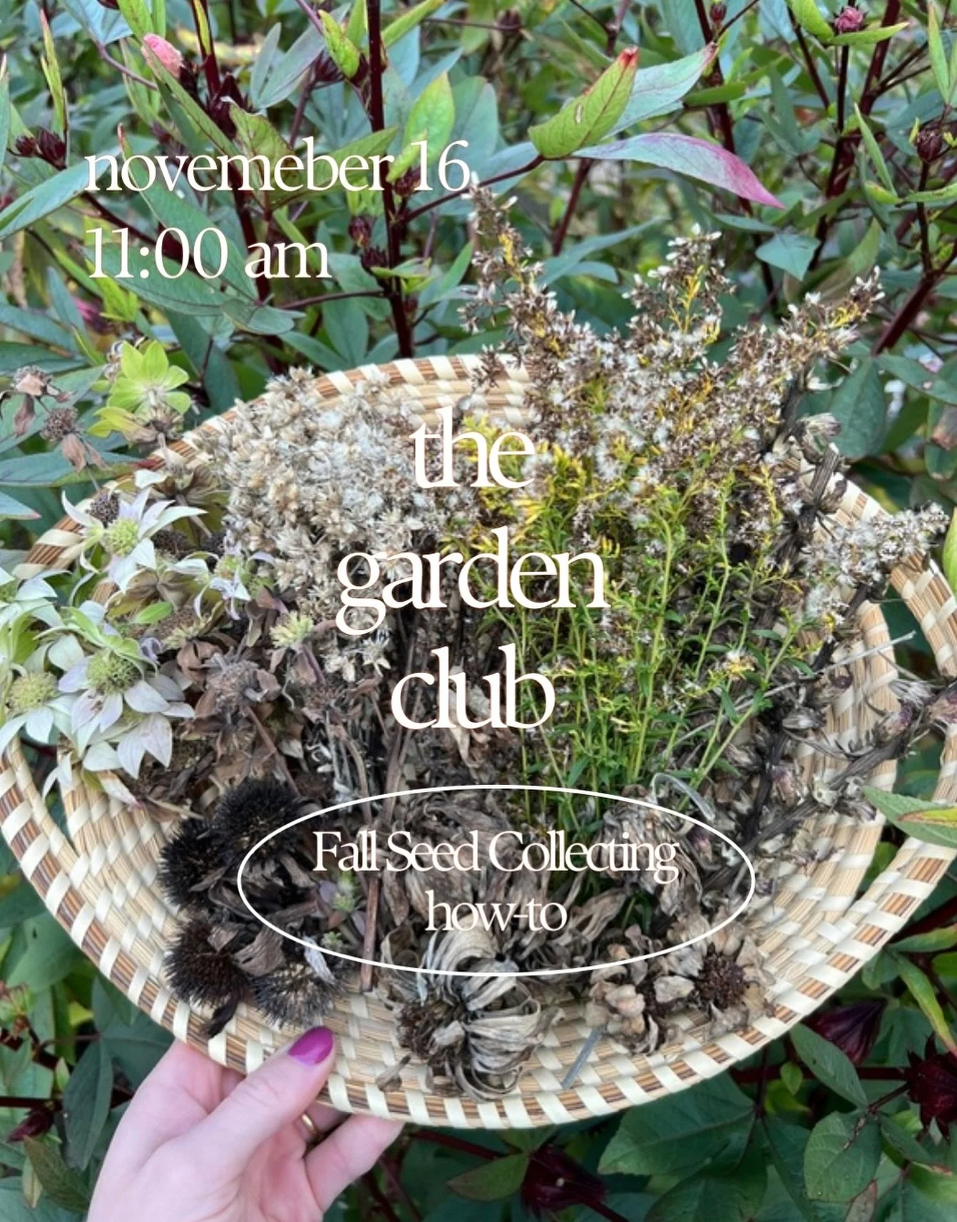 I&rsquo;m soooo excited for this one&hellip;. mark your calendar for Sunday Nov 16th at 11 am for a very special garden club gathering learning how to collect and process seeds from Caroline&rsquo;s garden! 

Sign up via the eventbrite link in my bio