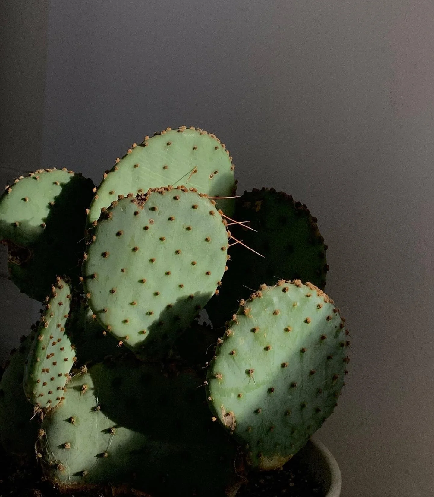 🌵🤝🏼☀️

#naturalaesthetics #biophilicliving #cactusporn #cacticacti #cactilove #naturallight #naturallighting #minimalaesthetic #greenaesthetic #greenliving #planta #minimalisthome #minimalistdesign #minimalism #green #cooltones