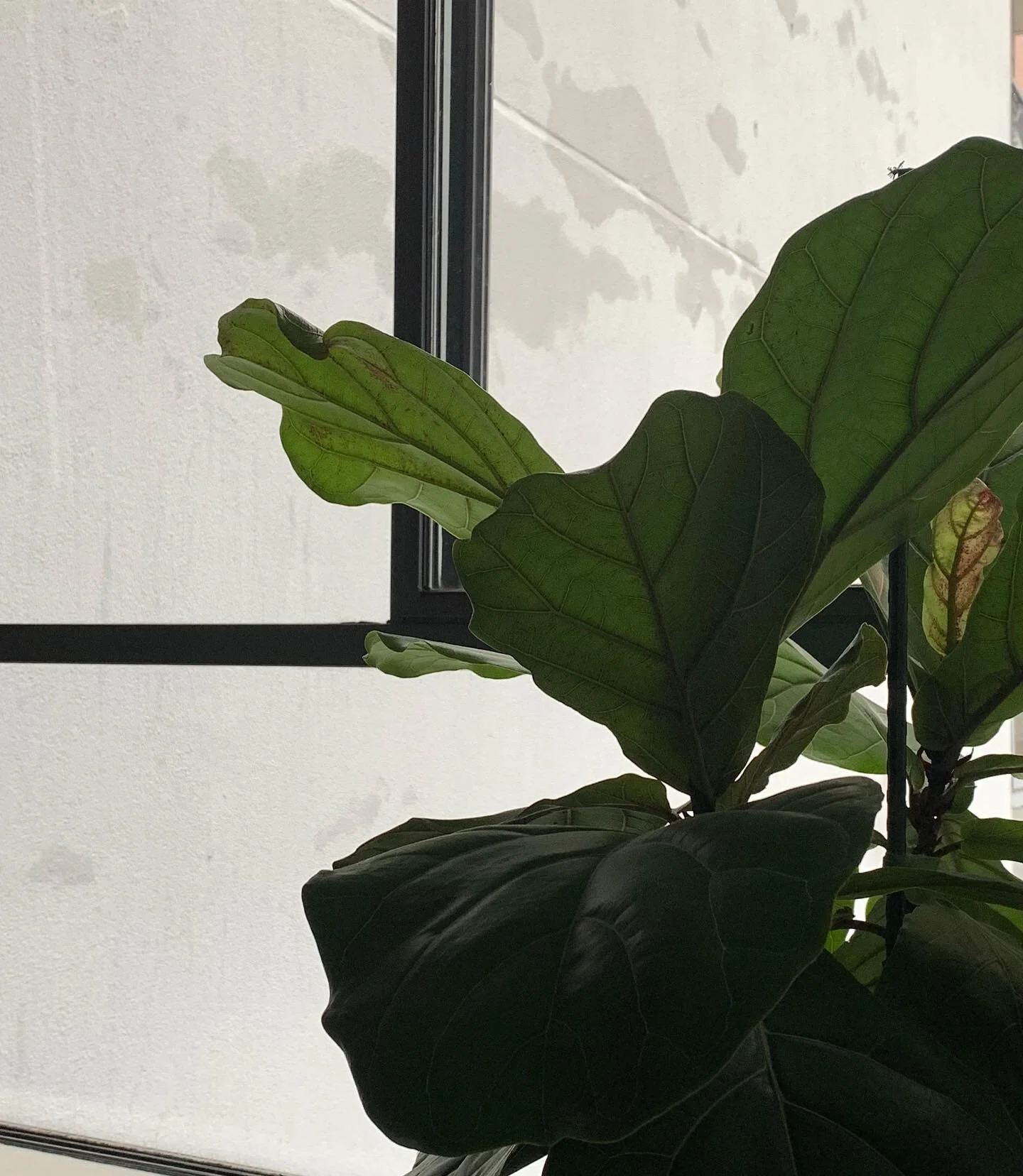 if you like green things, but have a hard time remembering their watering schedule, I can&rsquo;t stress enough how helpful @planta_app at maintaining a biophilic environment, especially for the adhd folk like myself. Been using it for years and have