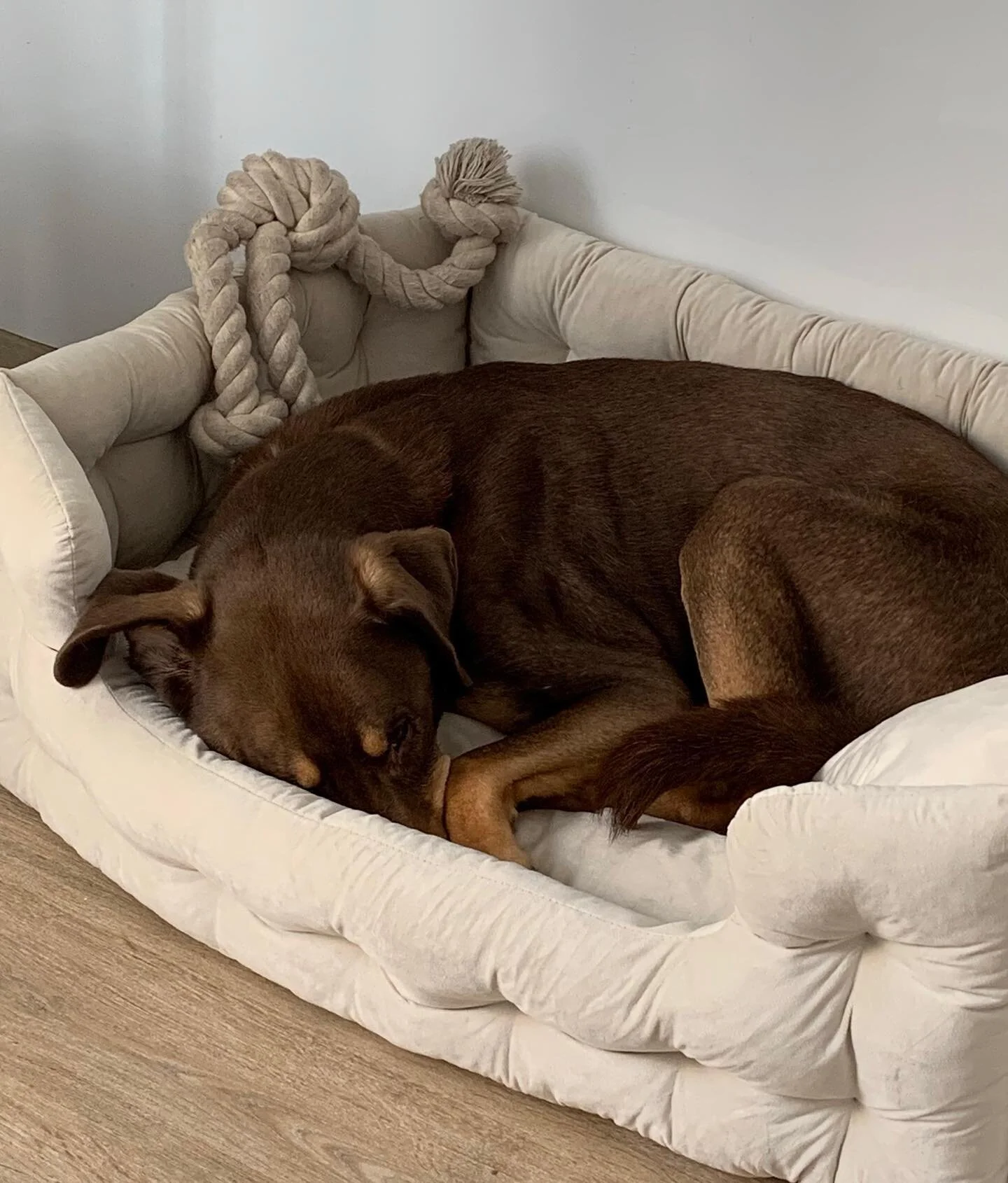 comfort is key

26 hours left with my pup and feeling grateful that the weather has been in our favour 🌤 visiting all the fave spots and getting lots of pats, smiles, and the usual &ldquo;aww what a young looking dog&rdquo; comments from neighbours 