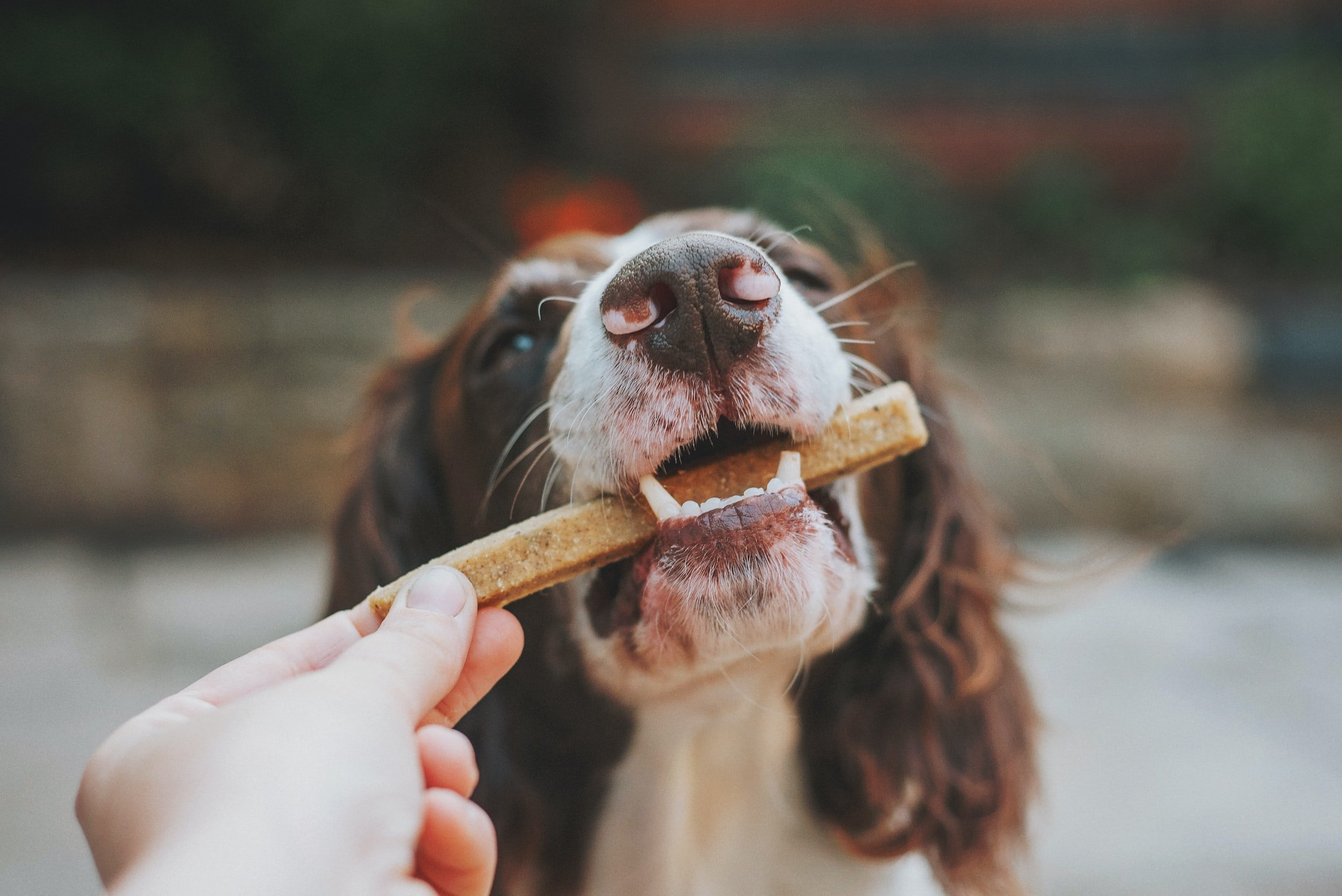 Lessons from Animal Training: Get Higher Click-Through-Rates, Better Engagement, and More Sales Using This Science-Backed Method