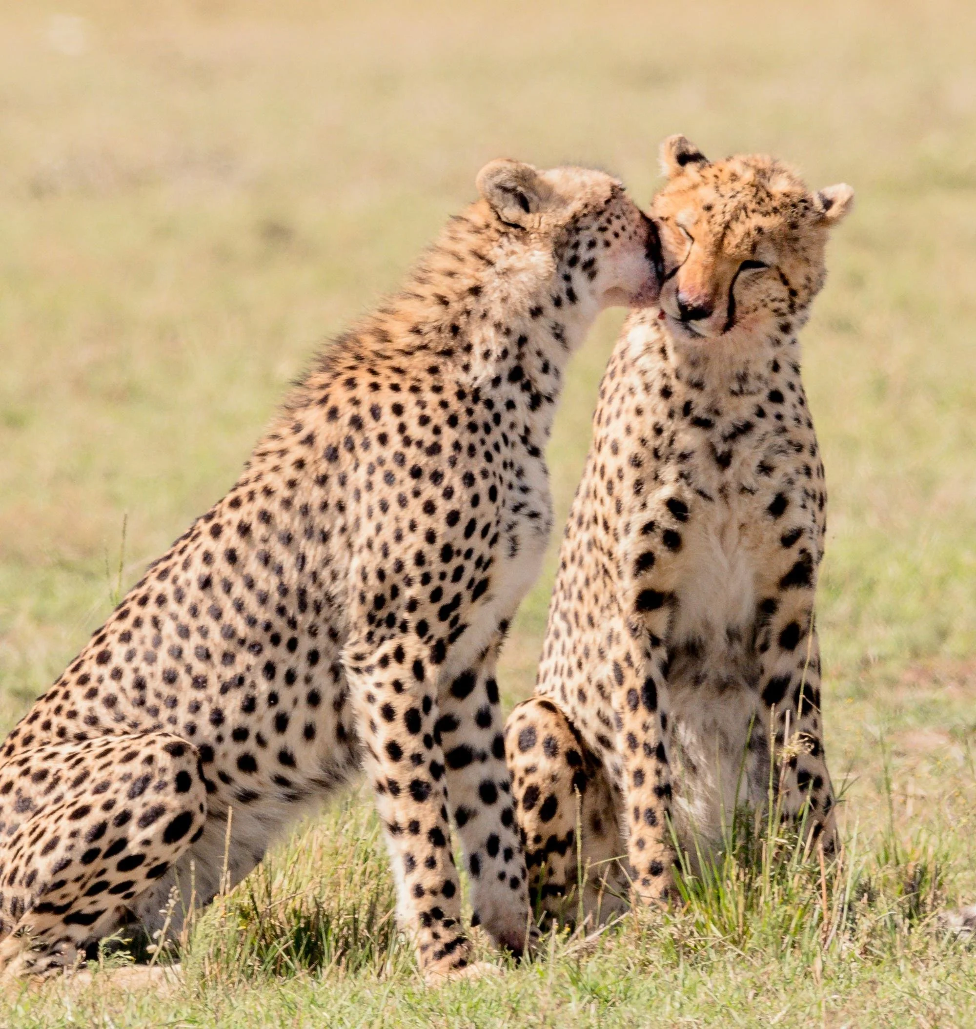 Two cheetahs in a grassy field, one with its head close to the other's face, appearing to nuzzle or interact affectionately.