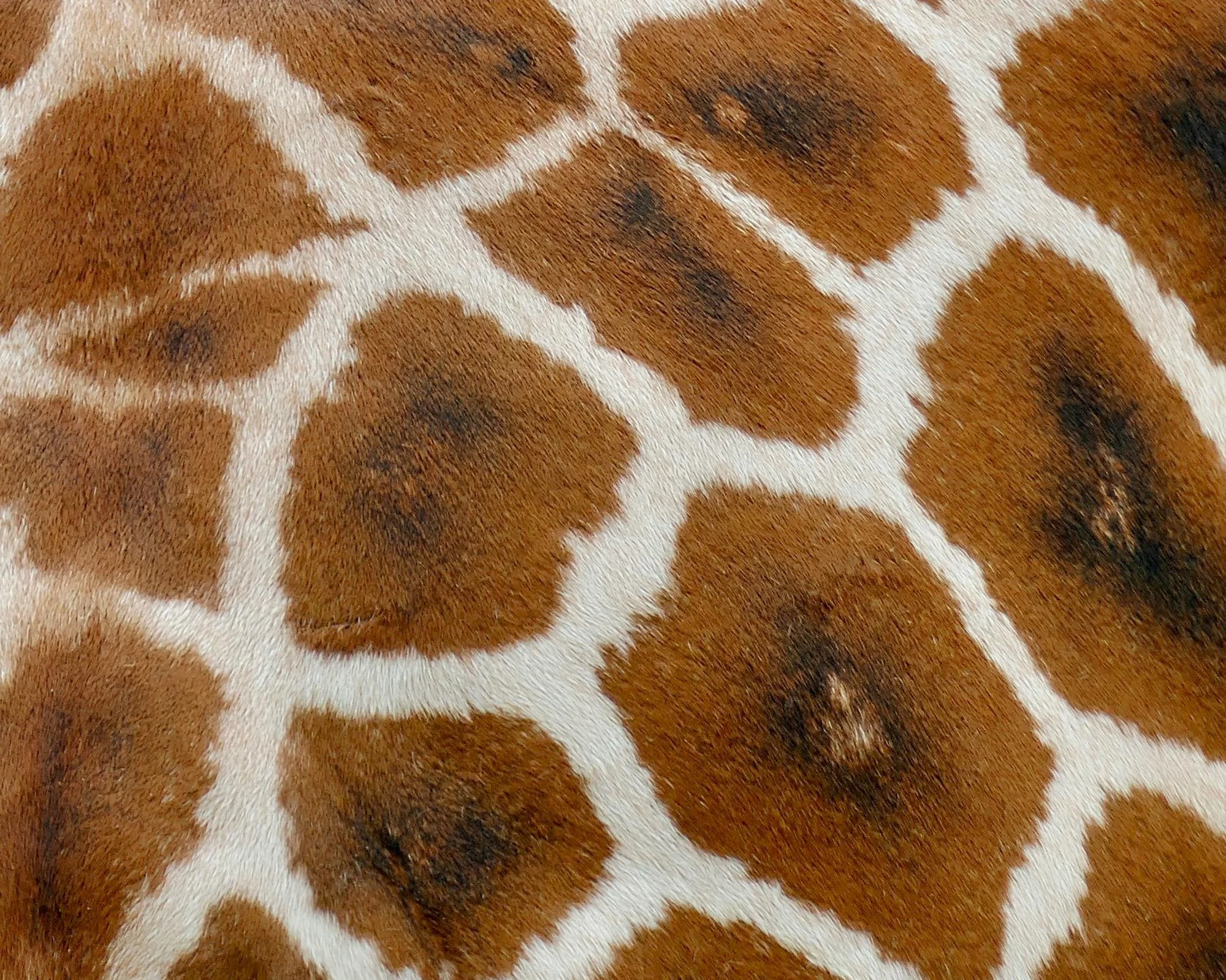 Close-up of a giraffe's patterned fur with brown patches separated by white lines.