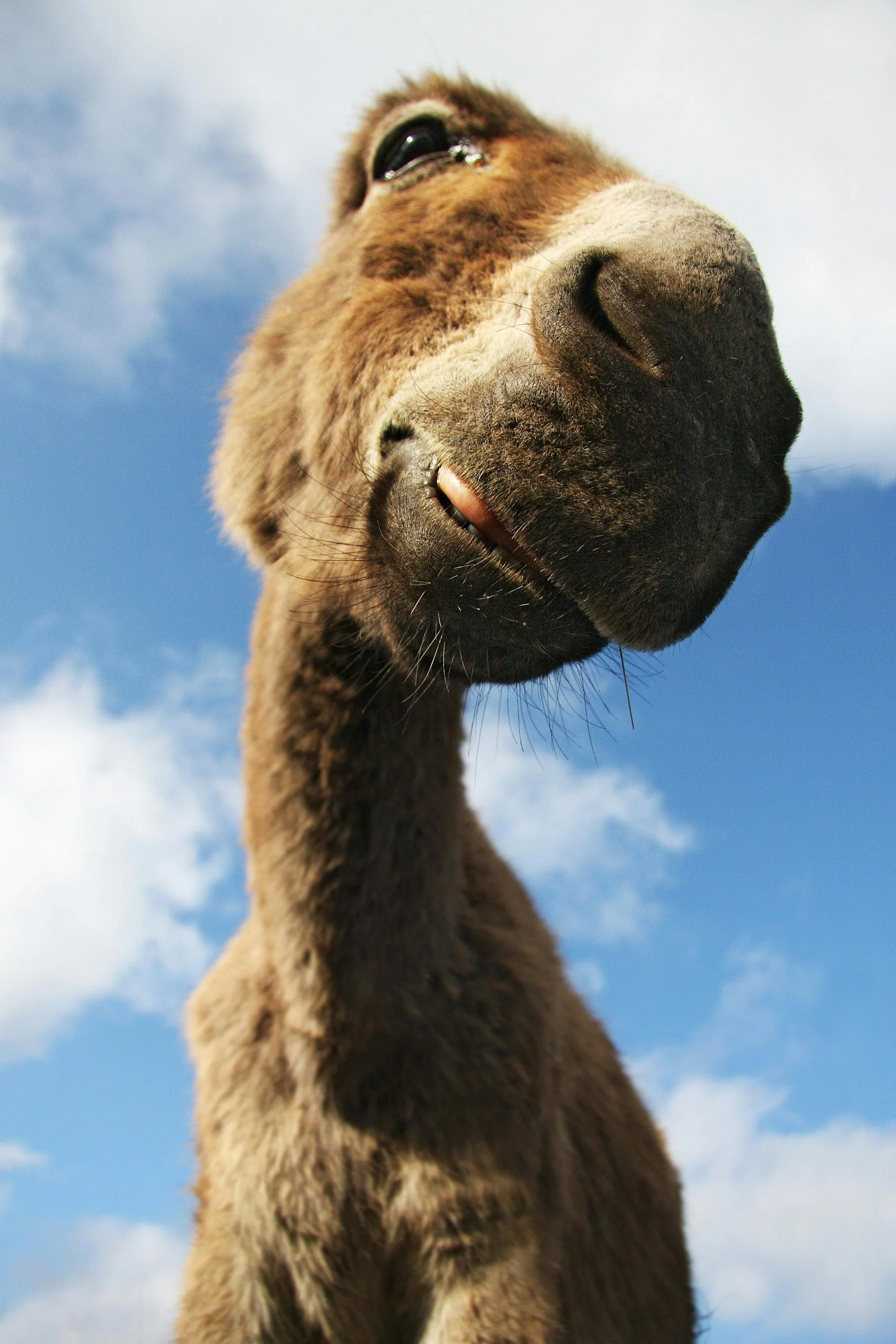 Close-up of a llama's face looking down at the camera against a sky with clouds.