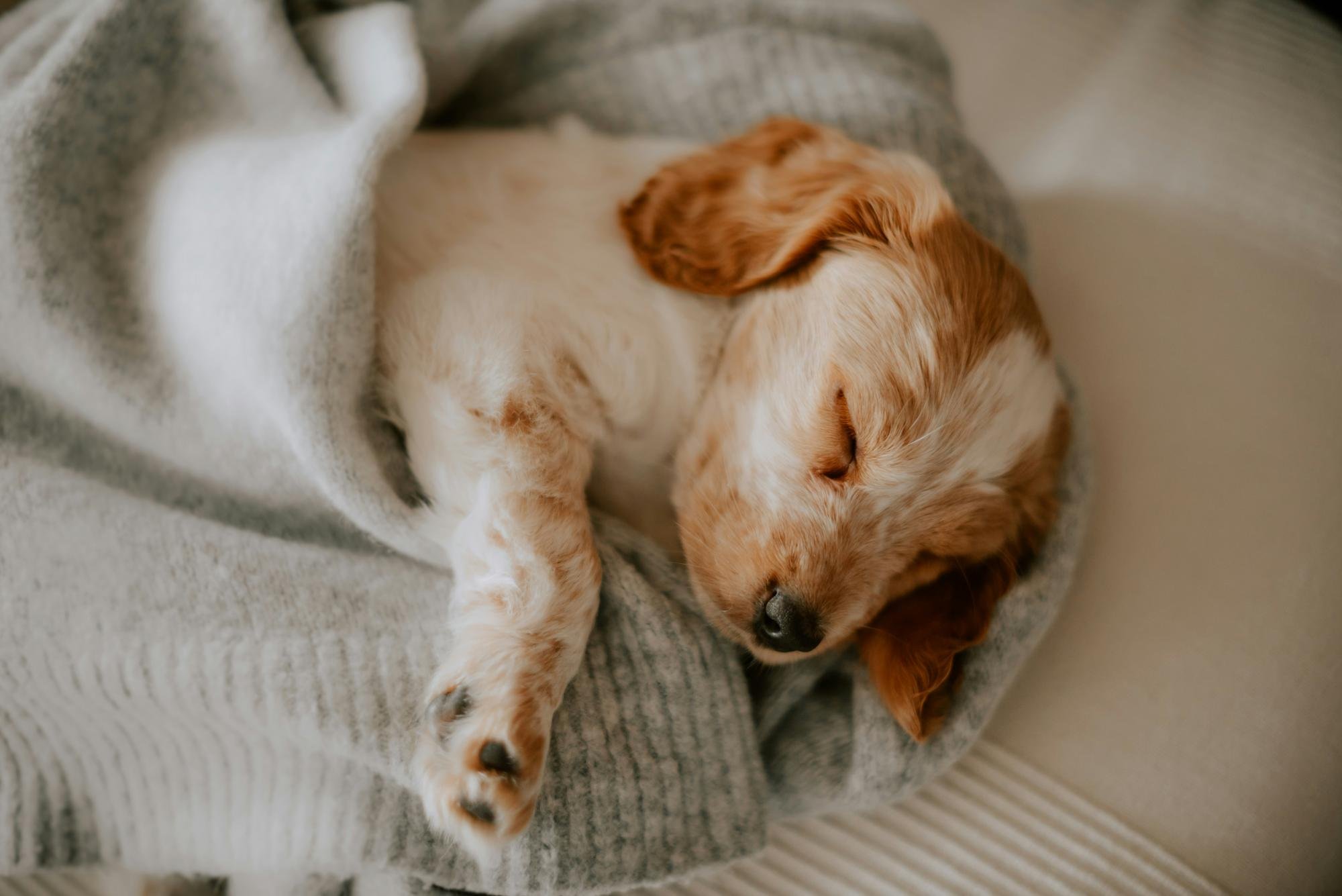 A puppy with light brown and white fur sleeping on a gray blanket.