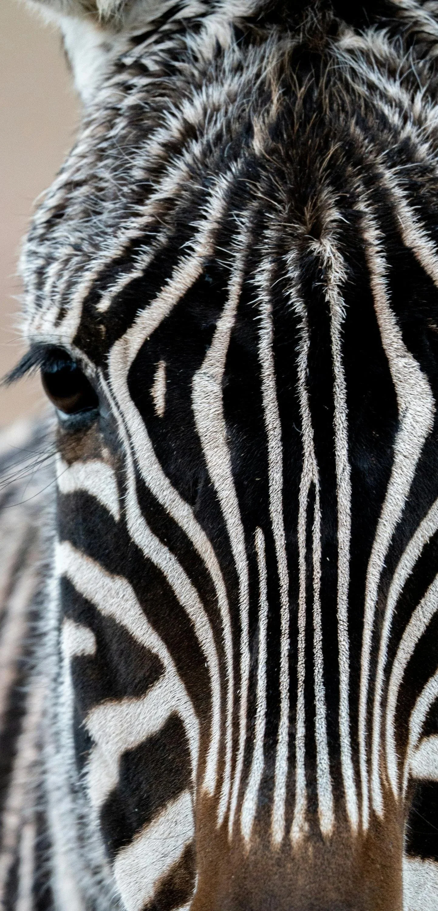 Close-up of a zebra's face showing black and white striped pattern and eye