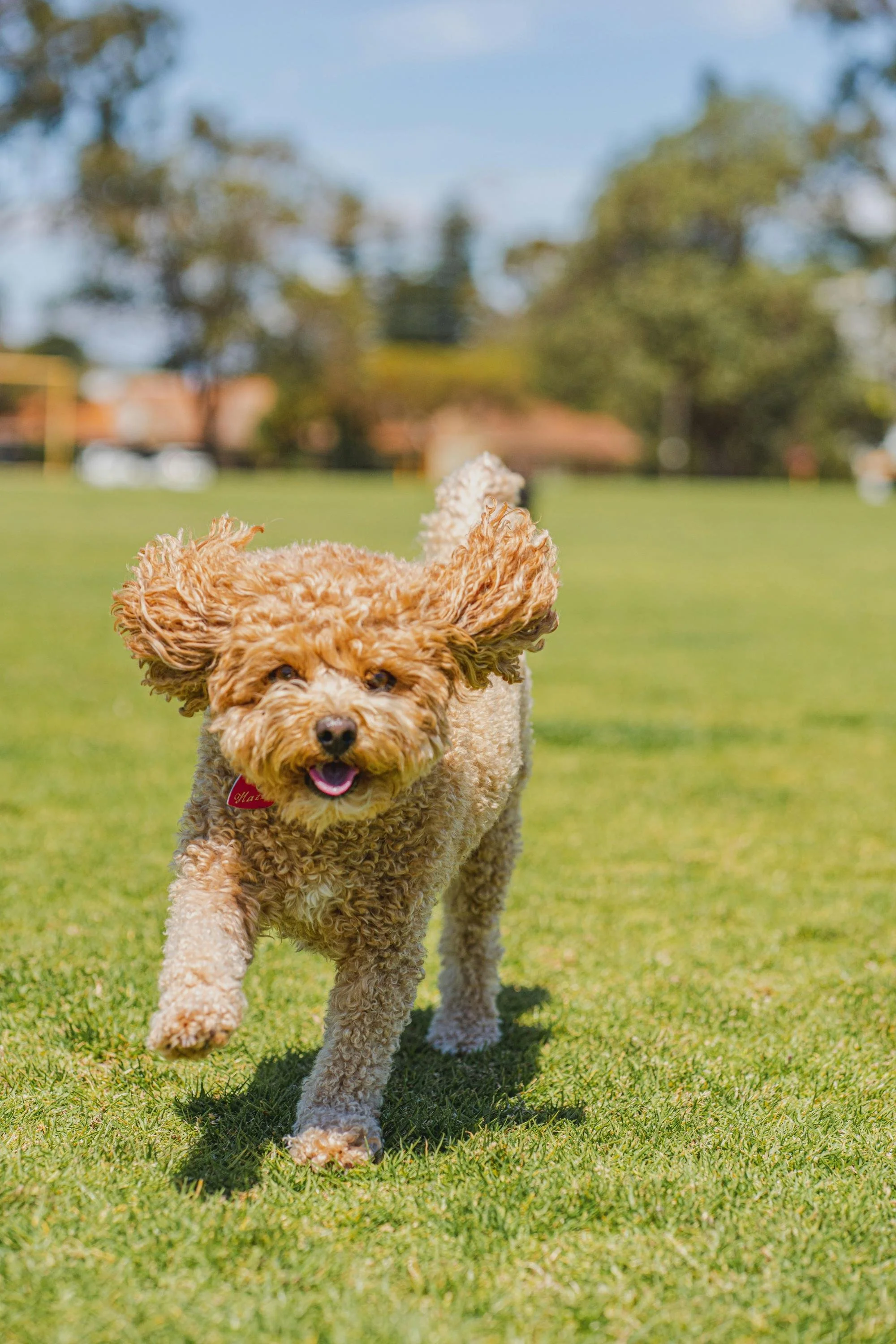 A curly-haired brown and cream dog running on green grass with trees and a blue sky in the background.