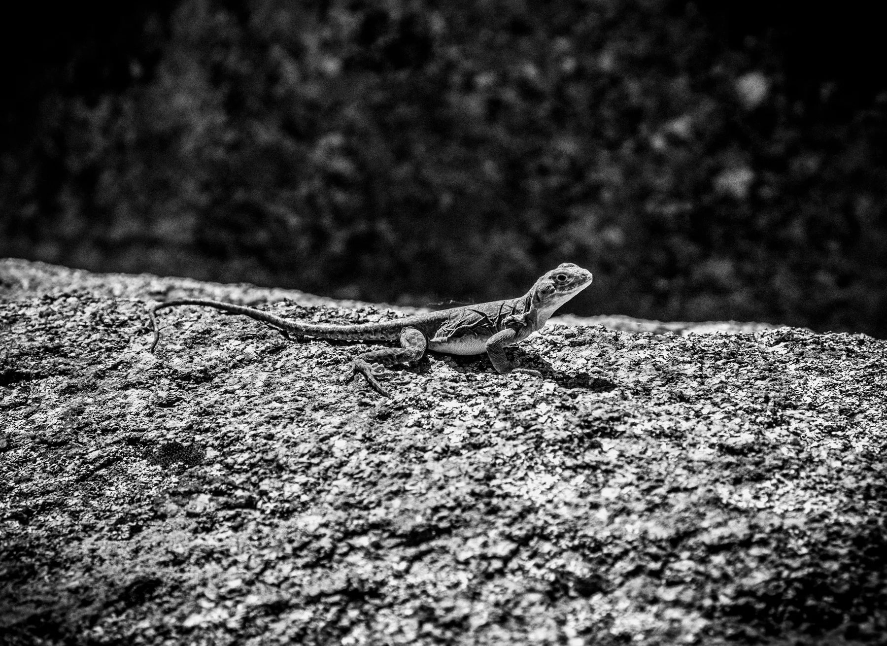 The Rock Rooms in 35mm