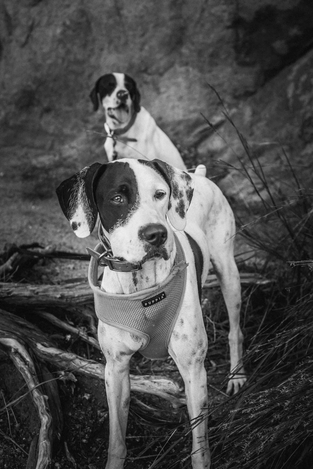 Theresa, Dot, & Hank