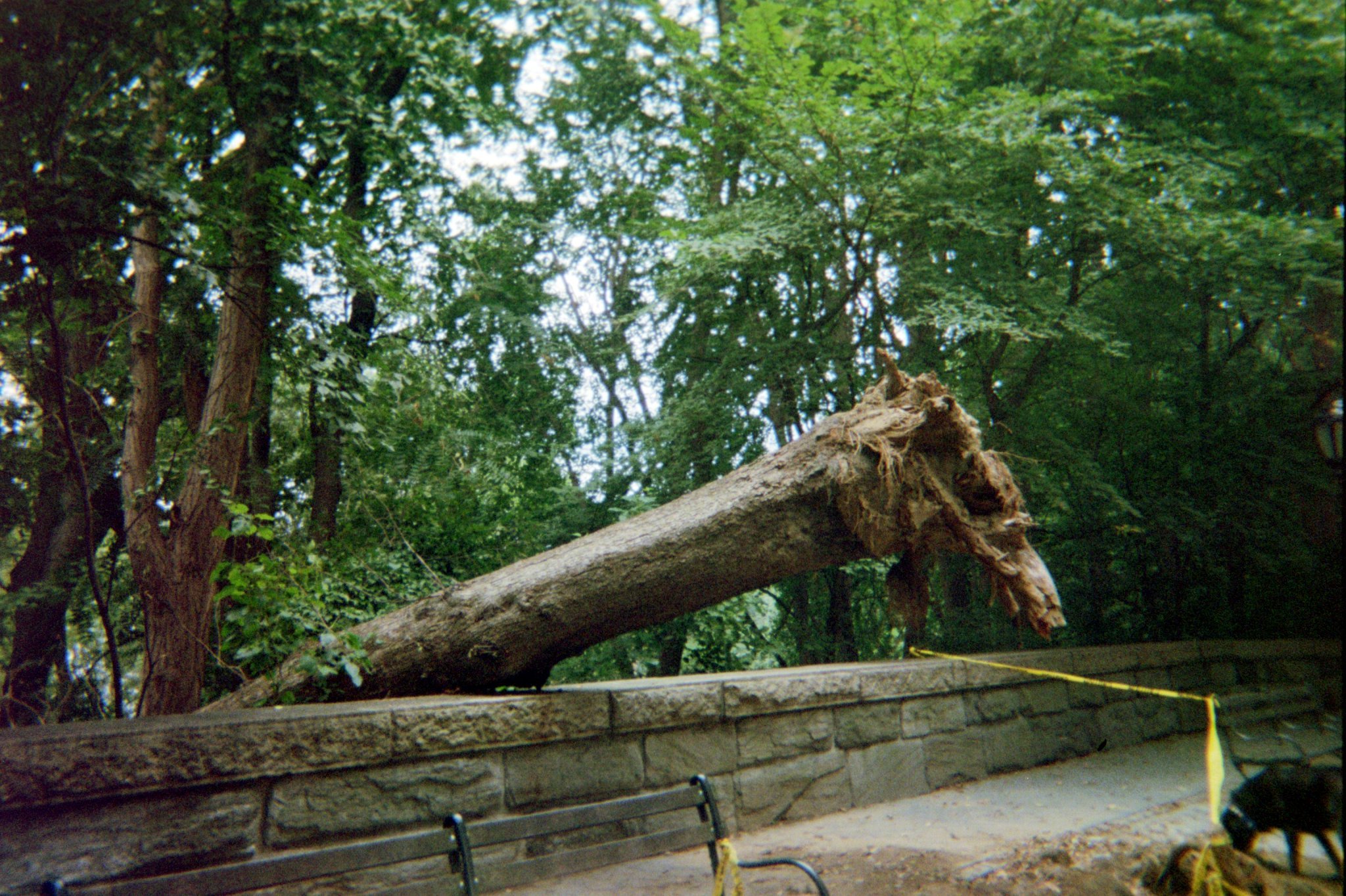 A Tree Falls in Riverside.