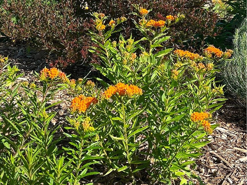 Milkweed is important for monarch butterflies