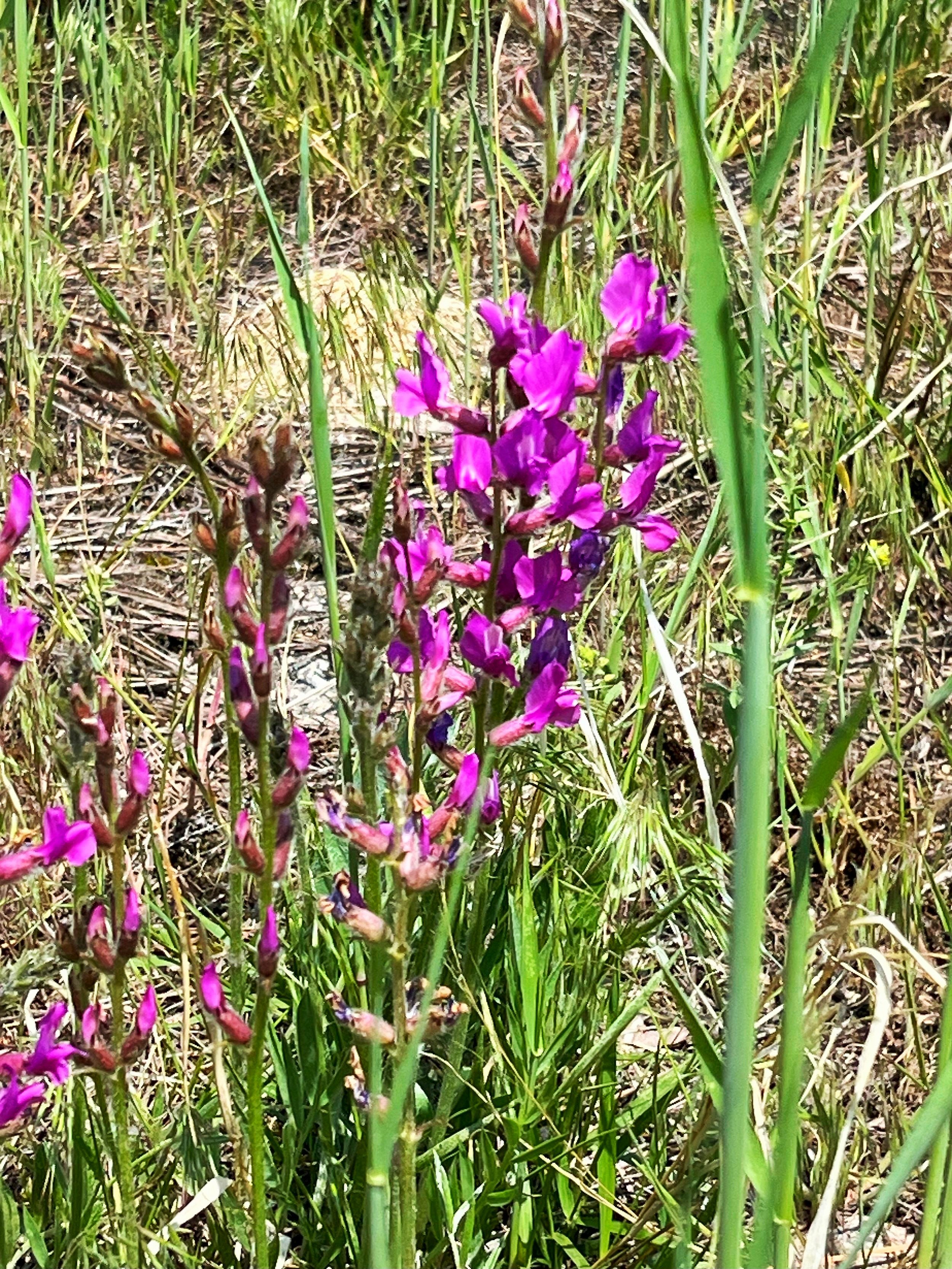 Penstemon in its' native habitat