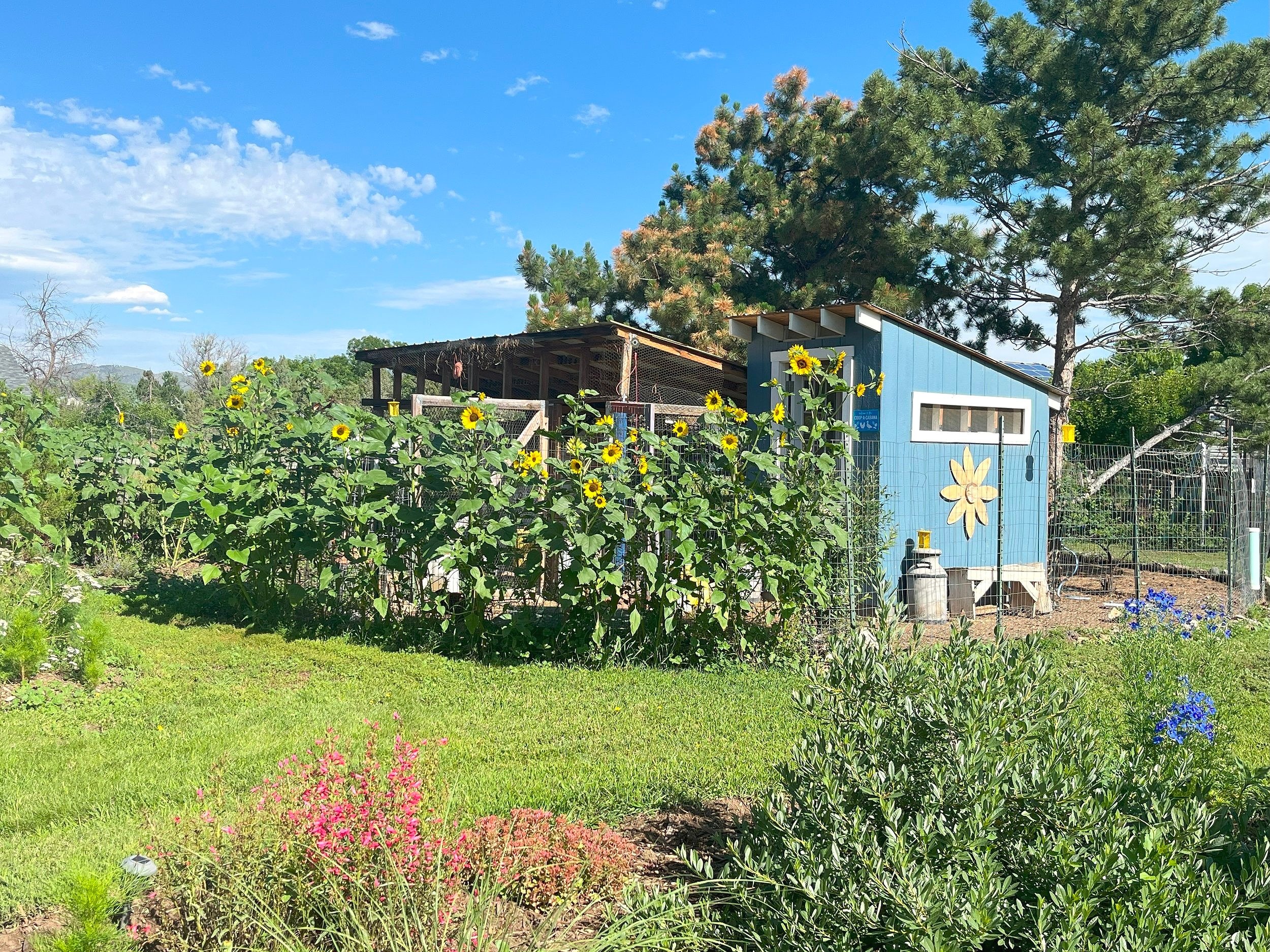 Native sunflowers attract gold finch