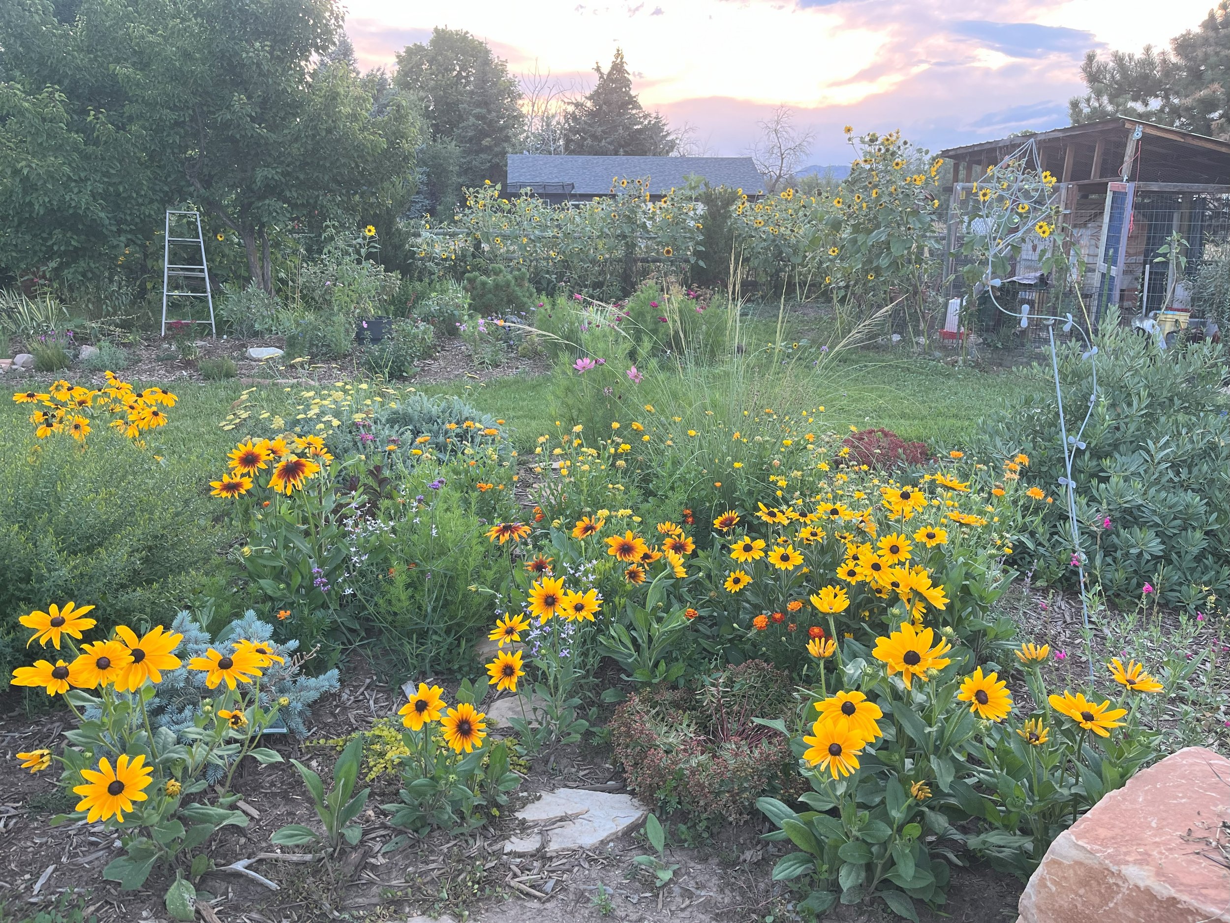 Rudbeckia in a native pollinator garden