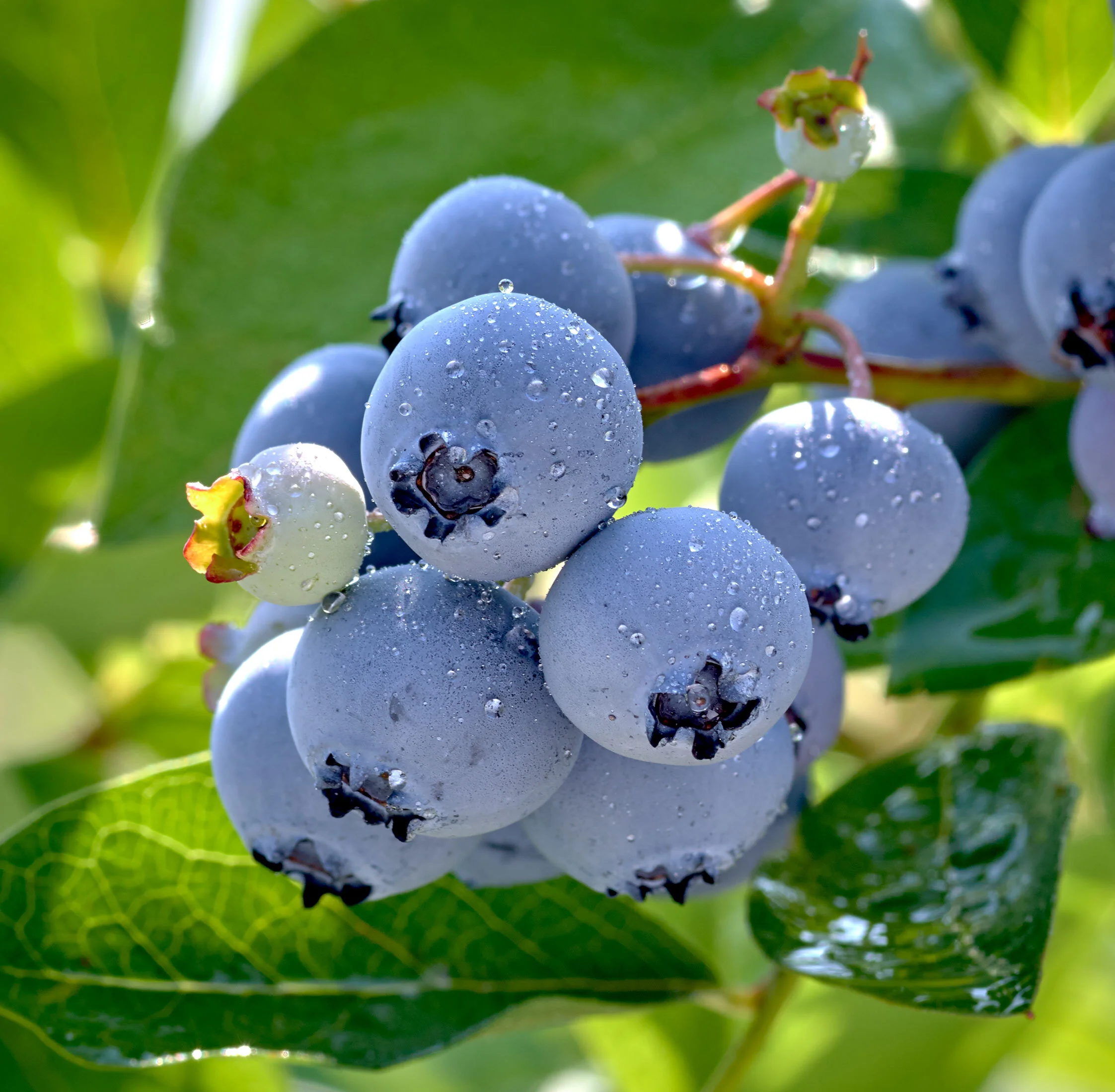 190727-Bluberries-II_5.jpg