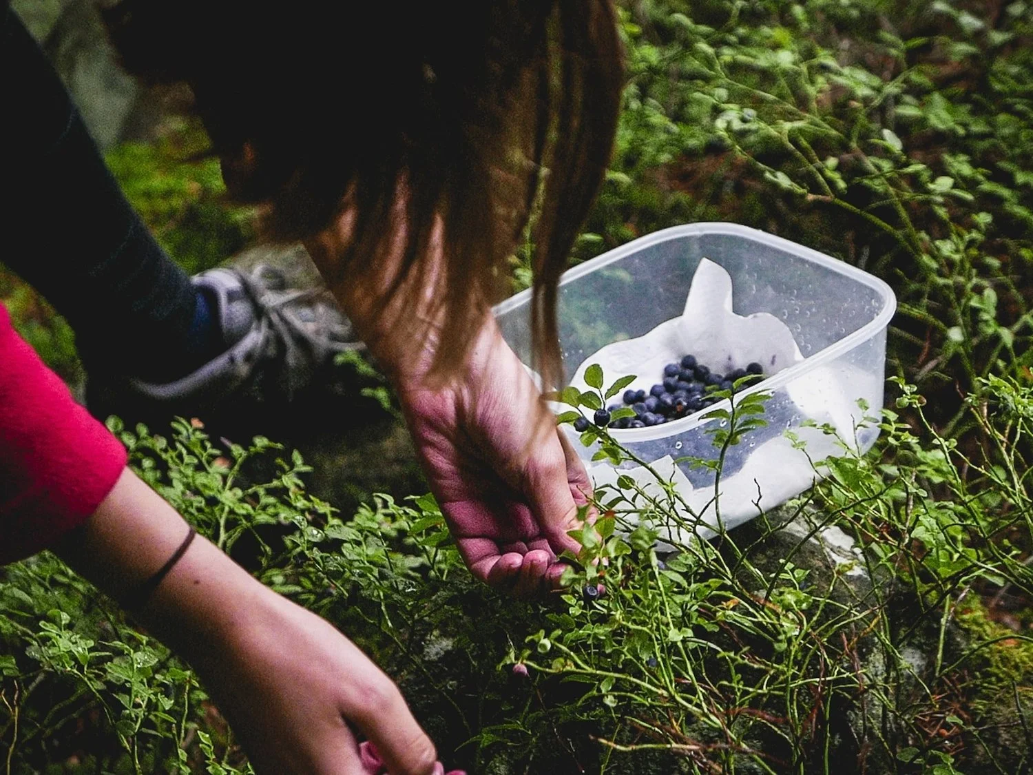 Fast Forest Food An Introduction to Food Forestry and Permaculture