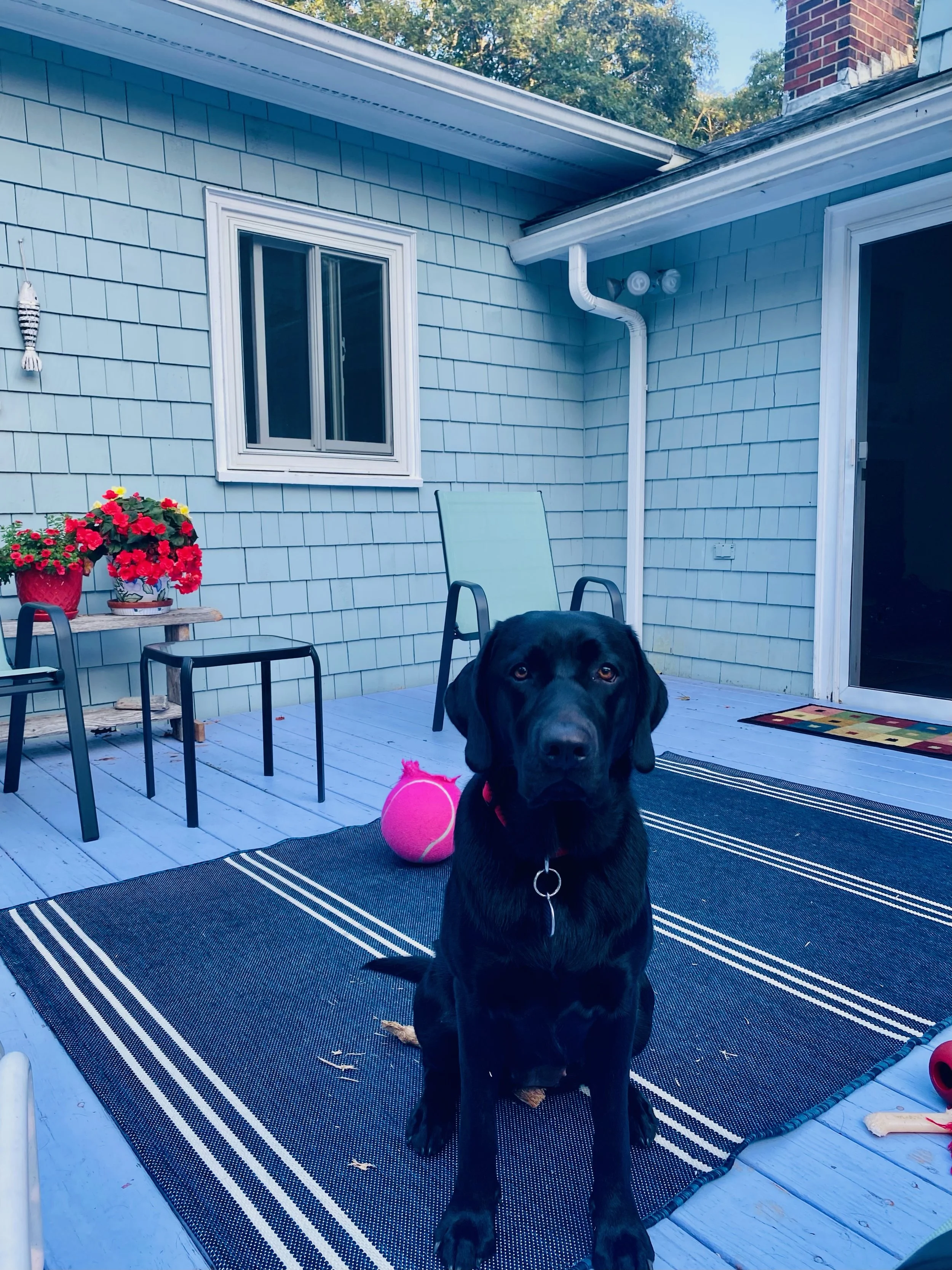 Dill for House District 123. Chapter One.