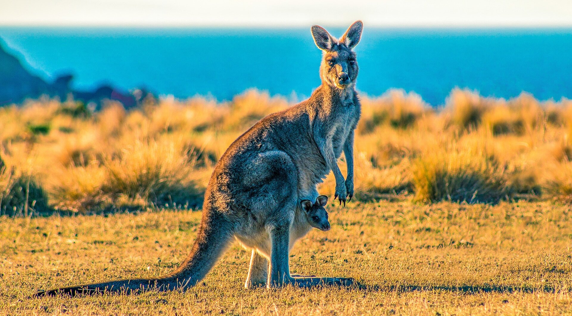 forester-kangaroo-joey-maria-island-tasmania.jpg