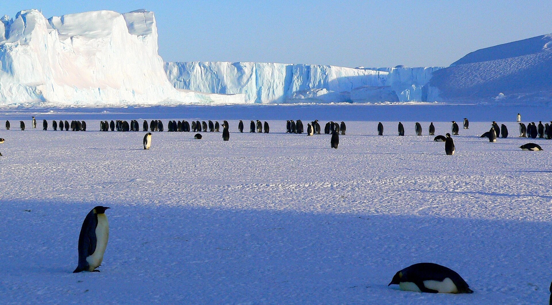 emperor-penguins-antarctica-siggy-nowak.jpg