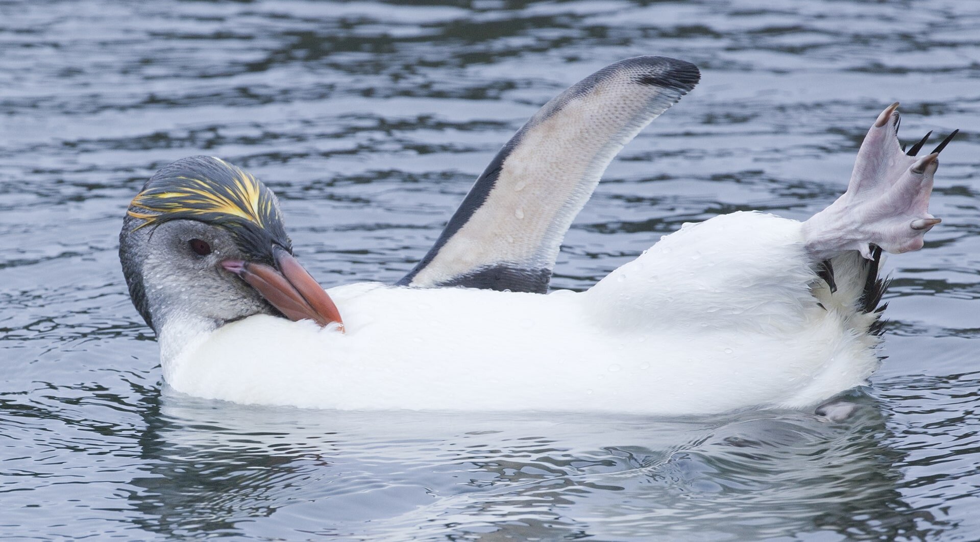 royal-penguin-in-water-macquarie-island-kate-mccrombie.jpg