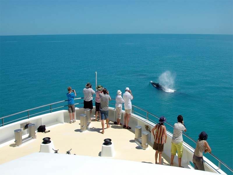 CORAL-ADVENTURER-Kimberley-cruise-whale-watching.jpg