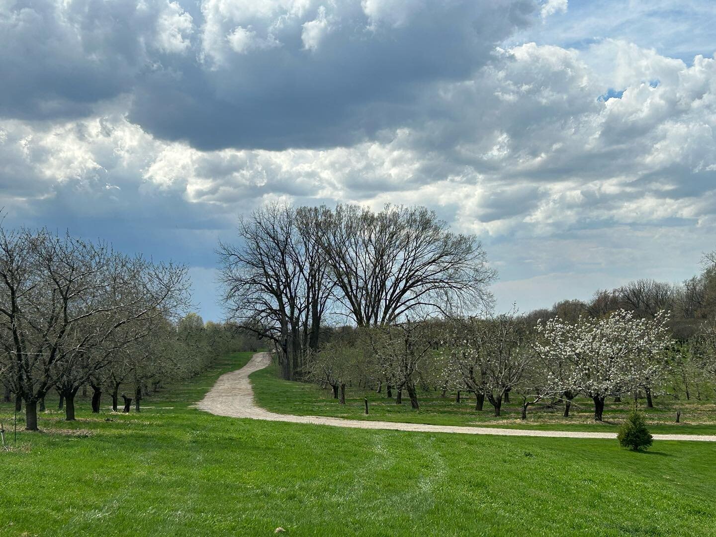 Took my daily walk on the farm and trails before the rain is suppose to come this weekend.  Sweet cherry and peach blossoms are starting to come out🌸