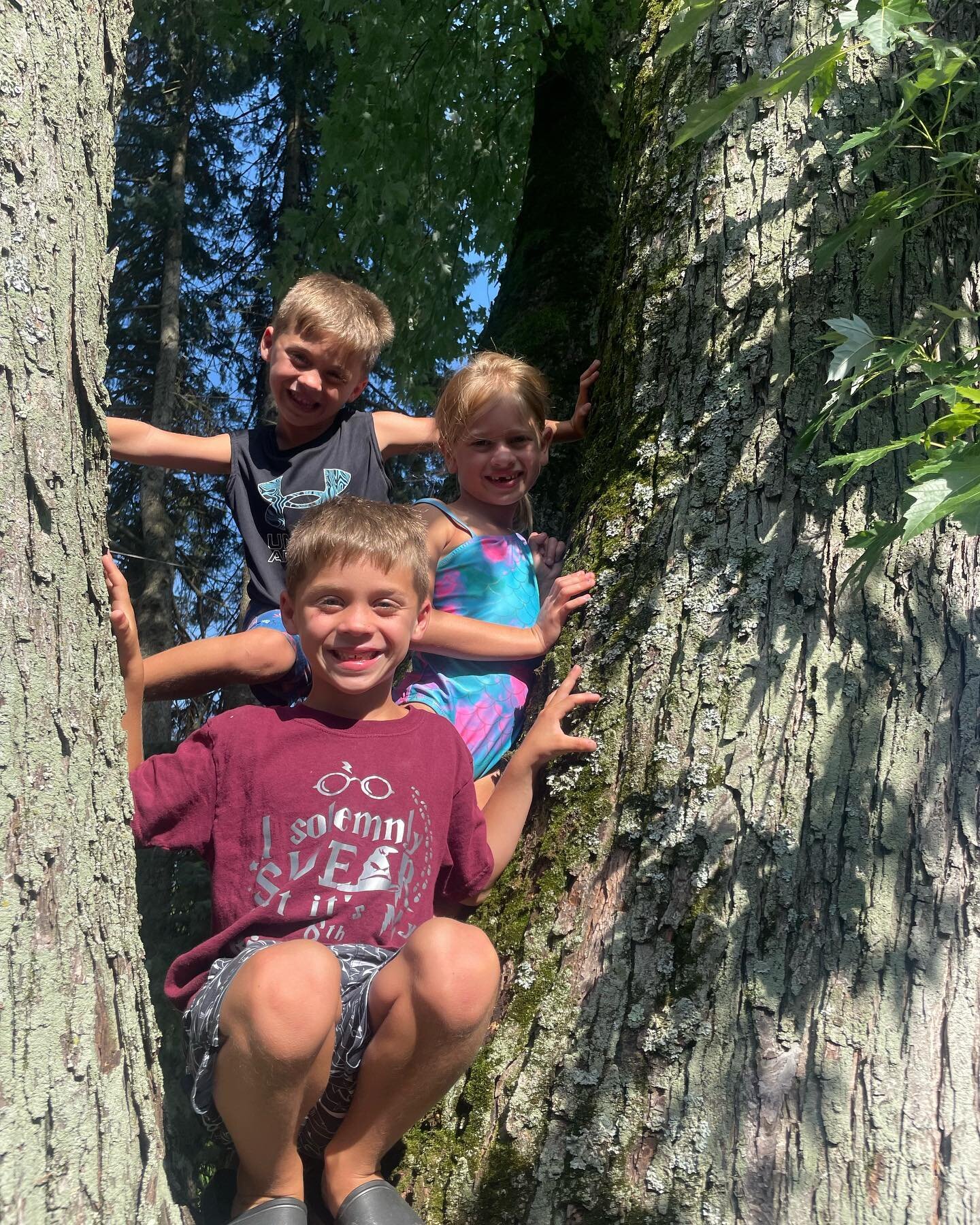 Same tree our kids used to climb and have fun!  Now our grandkids❤️