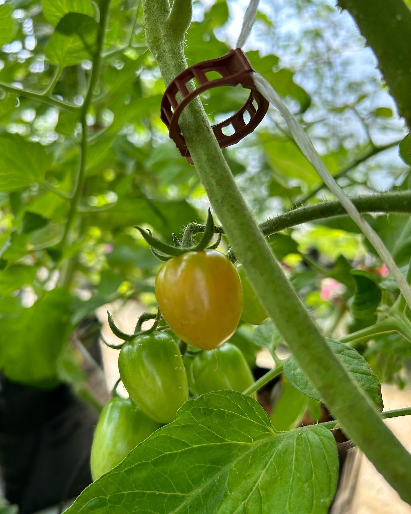 Our first grape tomato turning in our greenhouse!  Large tomatoes are coming along, fields prepared for planting!