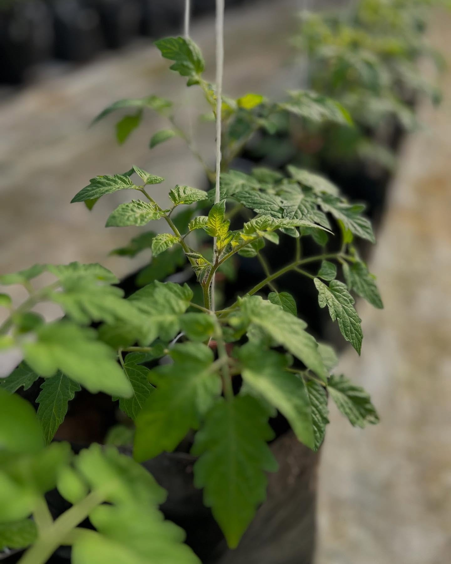 Early grape tomatoes are coming right along in our greenhouse!  Can&rsquo;t wait for their delicious homegrown flavor❤️