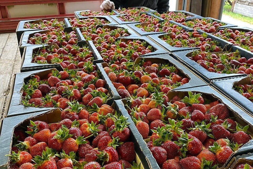 We will have our first pick of Michigan strawberries tomorrow at market!  We will also have our yummy tomatoes, grape tomatoes, rhubarb, asparagus, English cucumbers, sugar snap peas, and so much more!  We will also have a large selection of hanging 