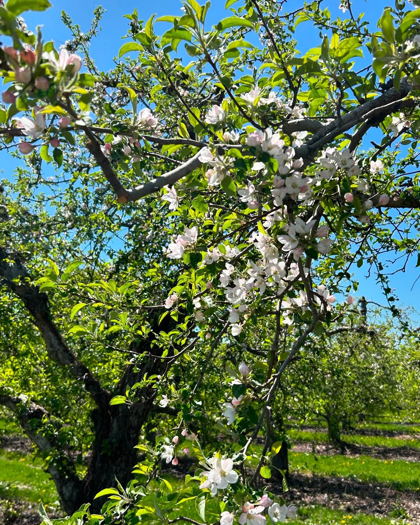 Good morning everyone!
Dean and I are looking for two extra people to help out at our markets in Wilmette and Winnetka this season!! If you love Michigan fruits and vegetables, love to be outdoors with people, and can lift up to 30 lbs., please give 