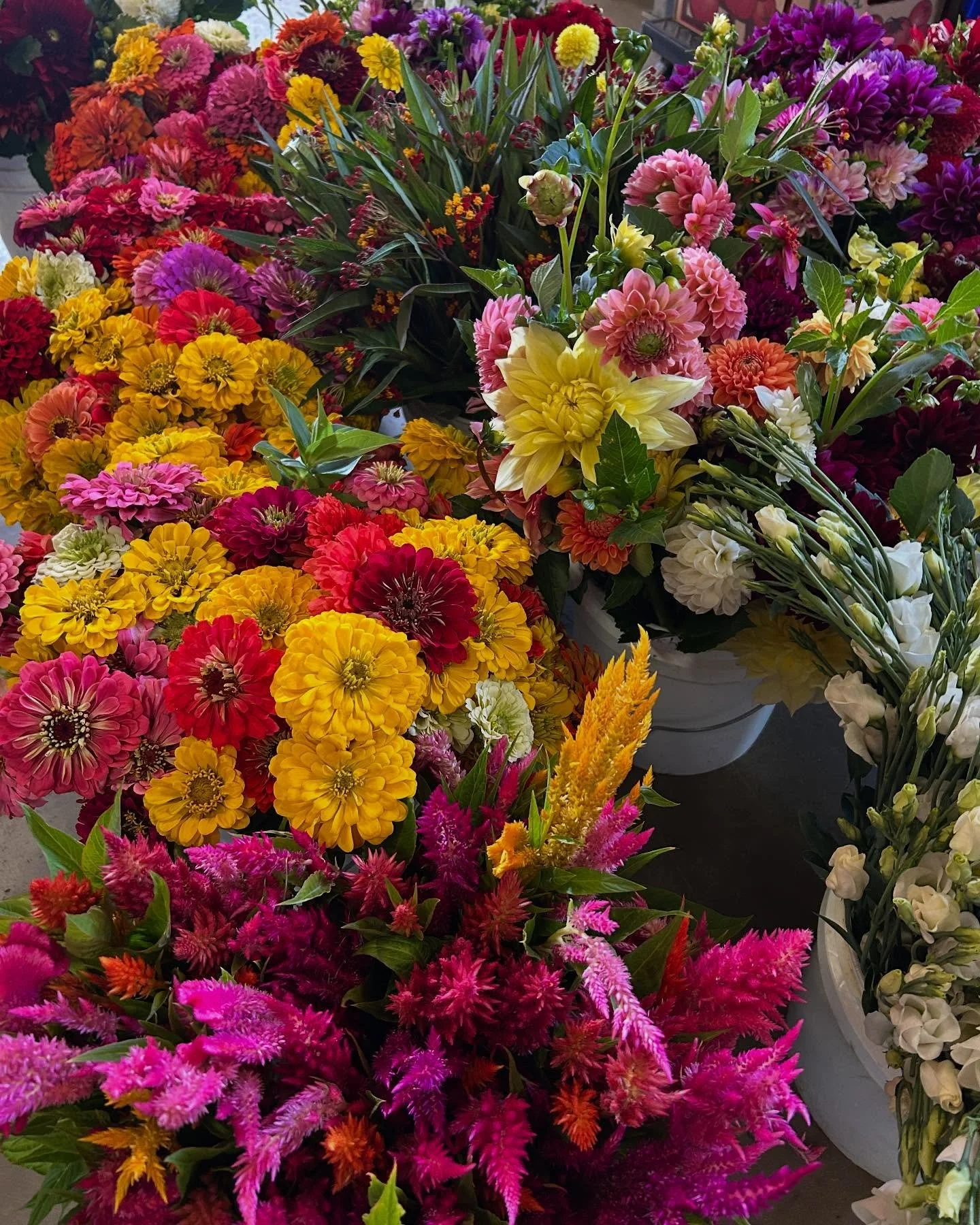 Do we grow flowers?  We sure do!!😊 We have grown flowers for 25 years and make beautiful fresh bouquets to bring to market!  Growing flowers takes a lot of labor:  seeding in our greenhouse, transplanting into the field, setting up irrigation, staki