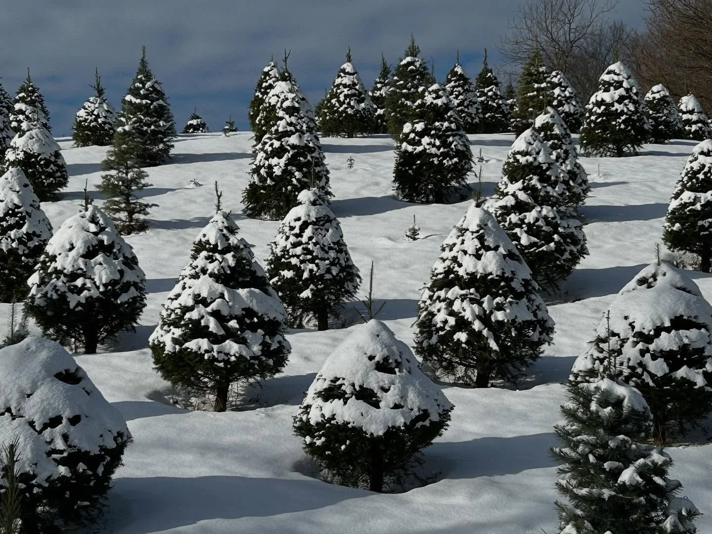 We will be open starting November 28 to pick out that special tree 🌲, take a walk on the farm, enjoy a cup of hot cocoa, pick up a bag of our yummy Evercrisp apples!  Hours are:
November 28 and 29, 10-5
November 30, 12-5
December 6, 10-5
December 7,