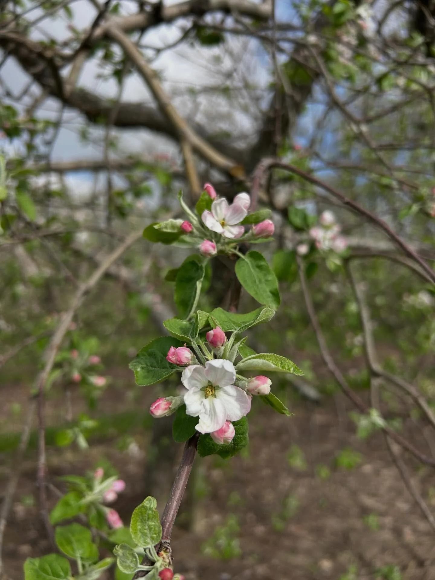 Spring cherry, apple, peach blossoms out right now!  Bees are busy at work in our orchards ❤️ However, the next couple days call for some very cold temps possibly hurting some of the tree fruit.  We are busy setting up irrigation and frost fans on al