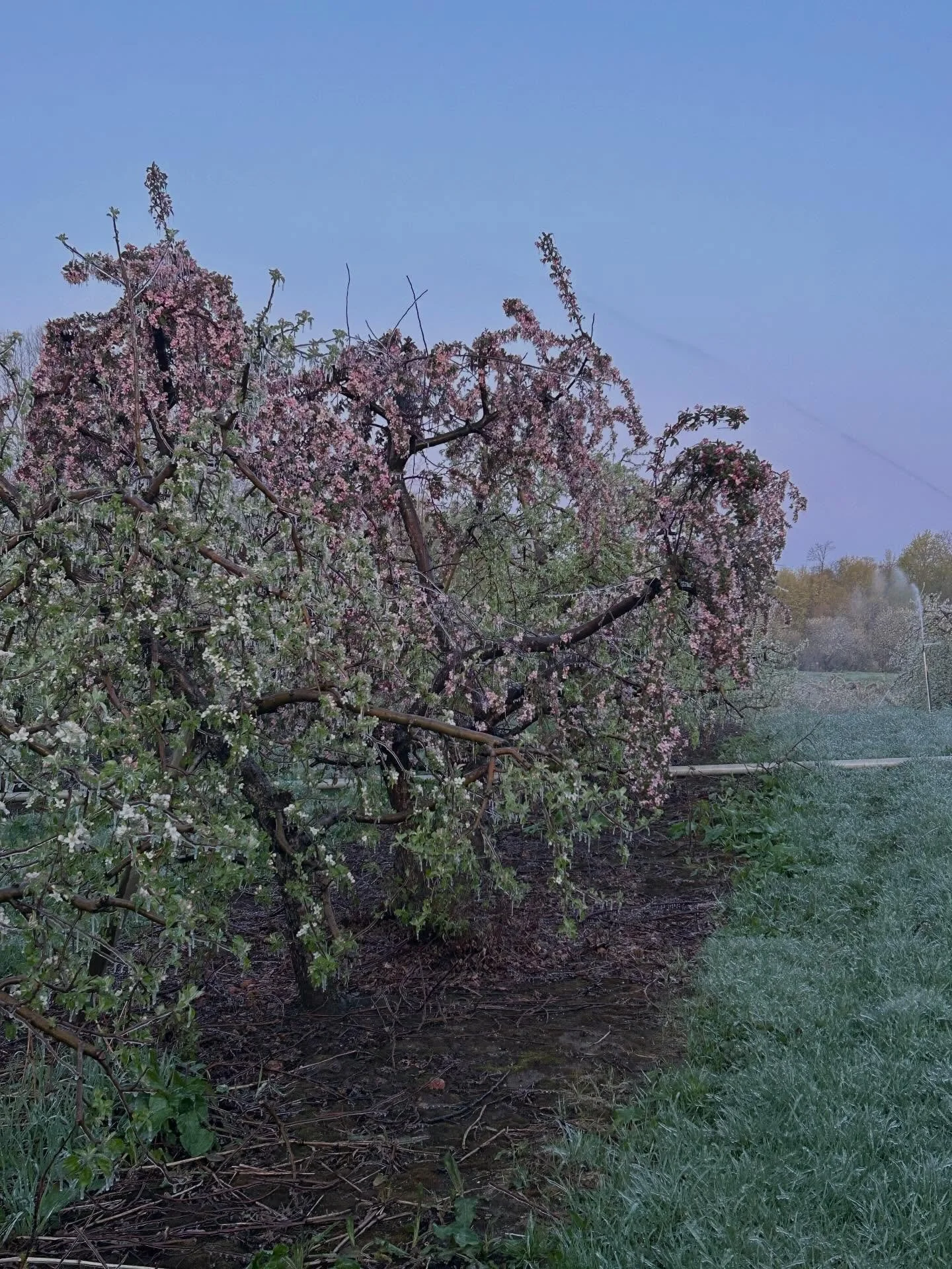 Using irrigation in some low areas and frost fans to try and save some of our tree fruit and strawberries due to freezing temps early this morning.