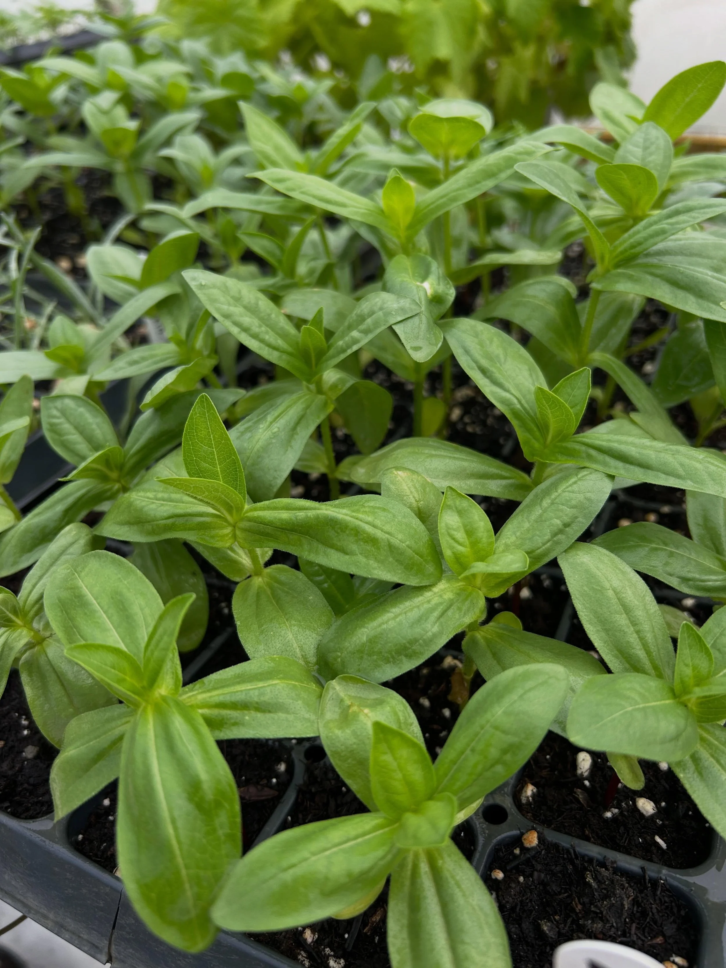 Getting our fields ready for planting our yummy vegetables and fruit!  Planting our next field of strawberries as well.
We will be starting our farmers market in Wilmette this next weekend, May 2, with beautiful flowers, herbs, asparagus and so much 