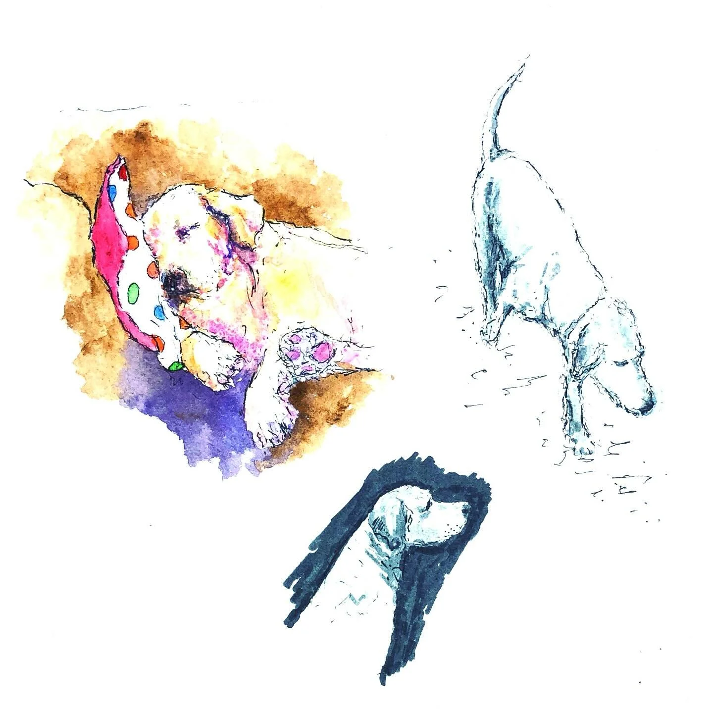 I just rediscovered these little drawings in an old sketchbook, all of my beloved yellow lab Harvey 💛