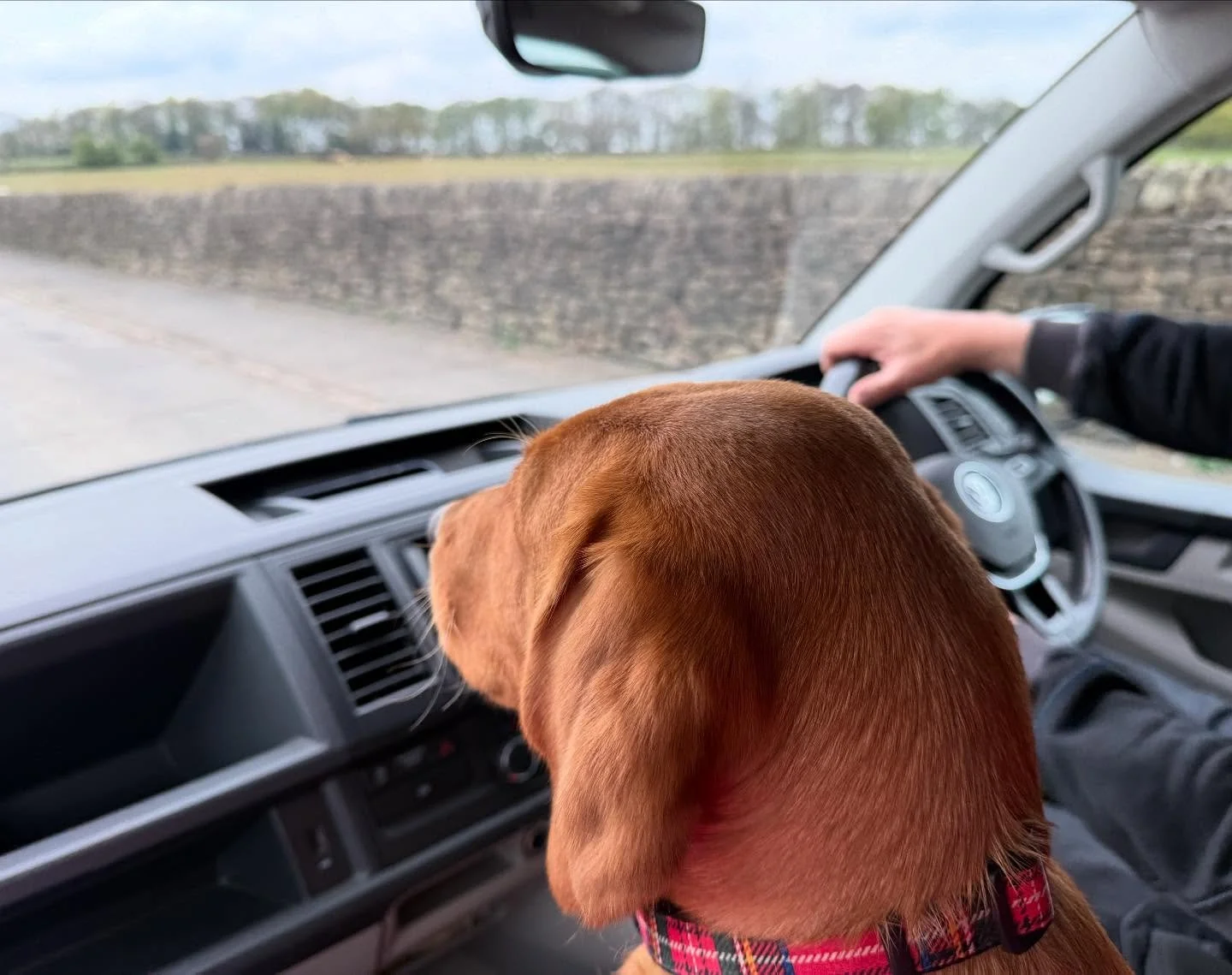 I had a small (but quite painful) procedure on my foot on Tuesday, and this is my first trip out in Shrek the VW van for a short walk to blow away the cobwebs (literally!). The track shown in the second photo is what remains of a Roman road 
🐕 

#fo