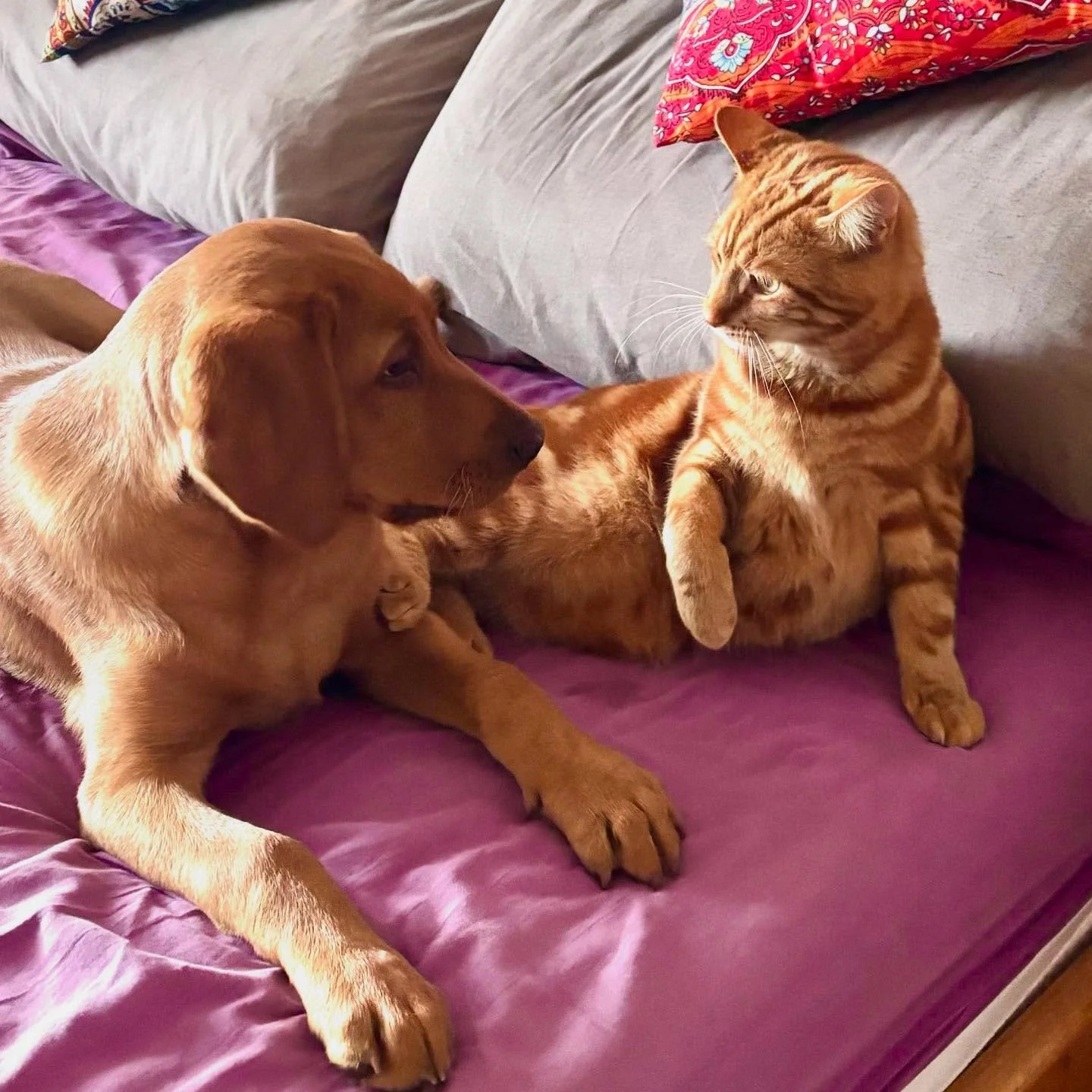I wonder what they're saying to each other! 🐈 🐕 🧡

#gingercat #gingercatsofinstagram #gingerfurbabies #foxredlabrador #foxredlabpuppy