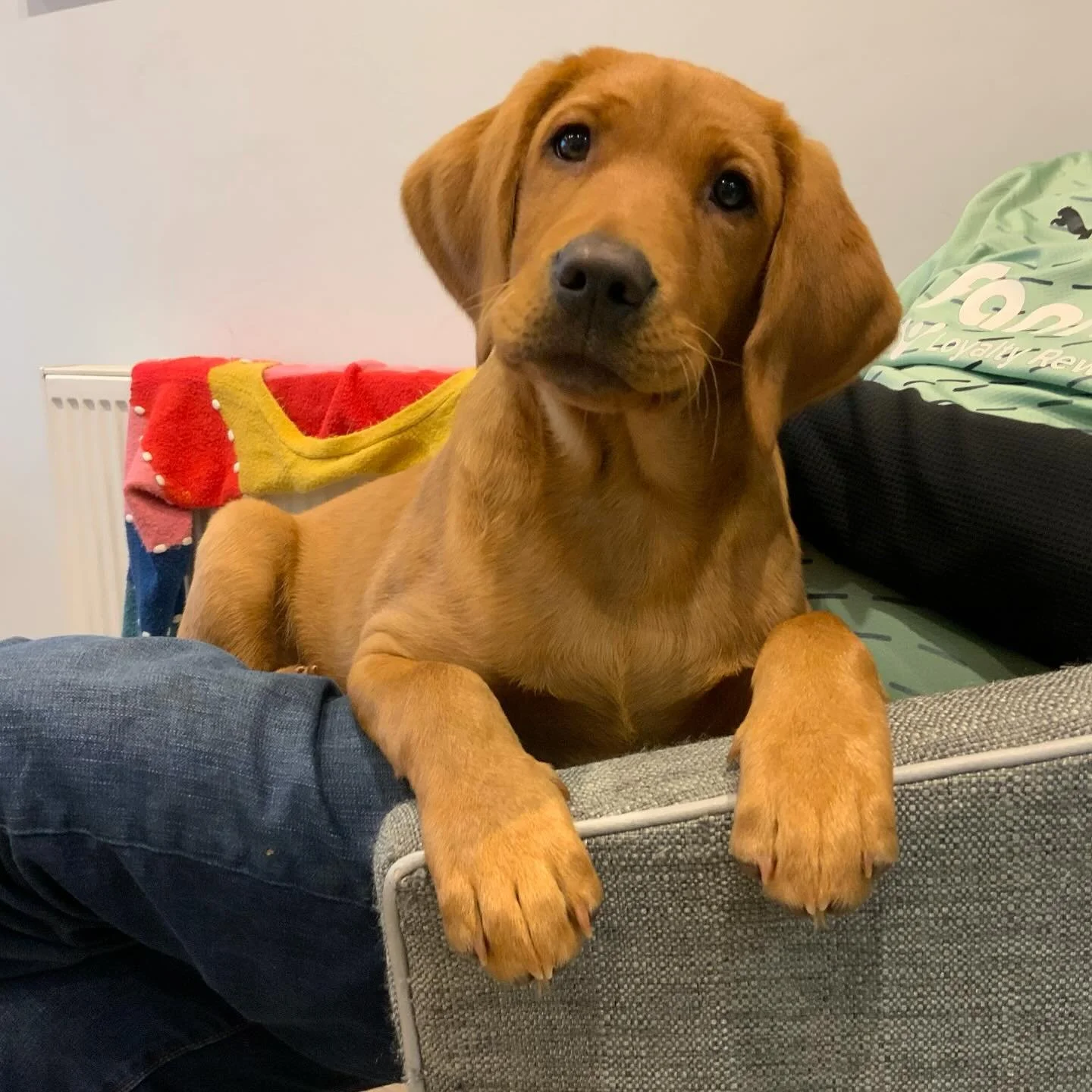I don't think there are many things cuter than a Labrador puppy! 🐾 

@ziggy_derbyshire_fox_red_lab_
#ziggythelabrador #labrador #labradorpuppy #foxredlabrador #puppy #labradorretriever