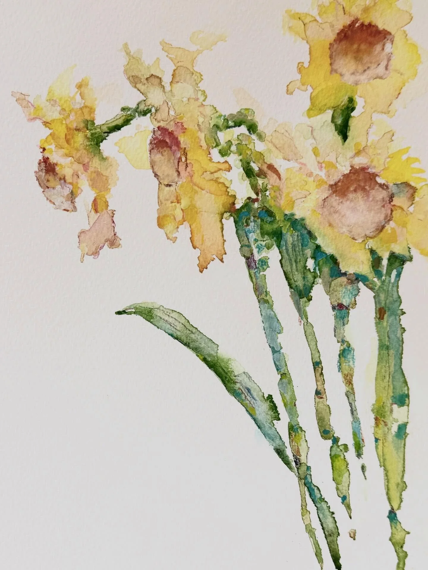 I have no idea how many discarded paintings of daffodils there is in our recycling bin this week! I finally have this one that I am happy with... 🌼  watercolour on 12x9" paper 

#watercolour #watercolor #floralwatercolour #flowerpainting #daffo