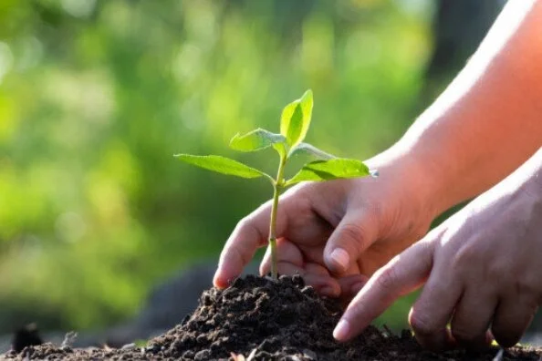 Seeds to Saplings