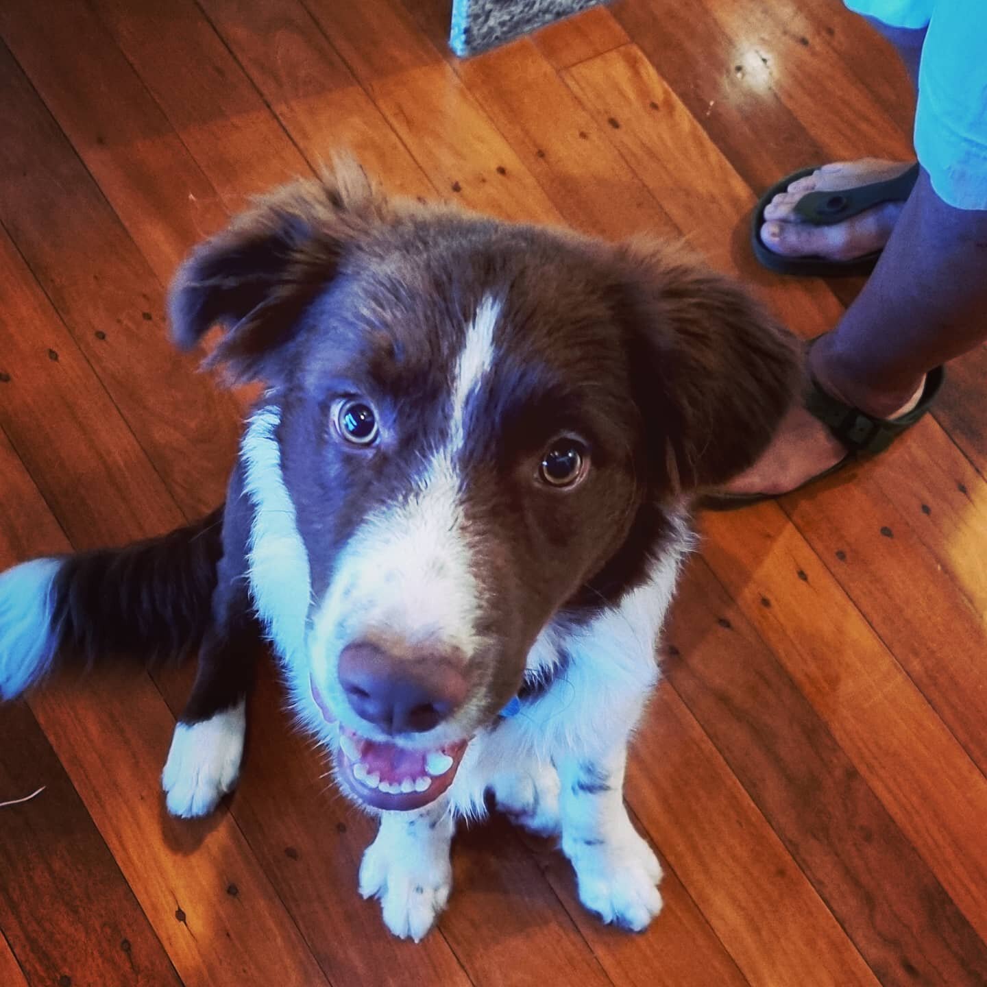 Who you calling crazy eyes? 

Louie the 6 month old BC pup. What a cool dog. Hard work but awesome puppy. 

Reminds me of Gary at 6 months.  Those days are behind us now (TF). 

#utilitydog #dogsofinstagram #dogtricks #instadog #dogtraining #doglife 